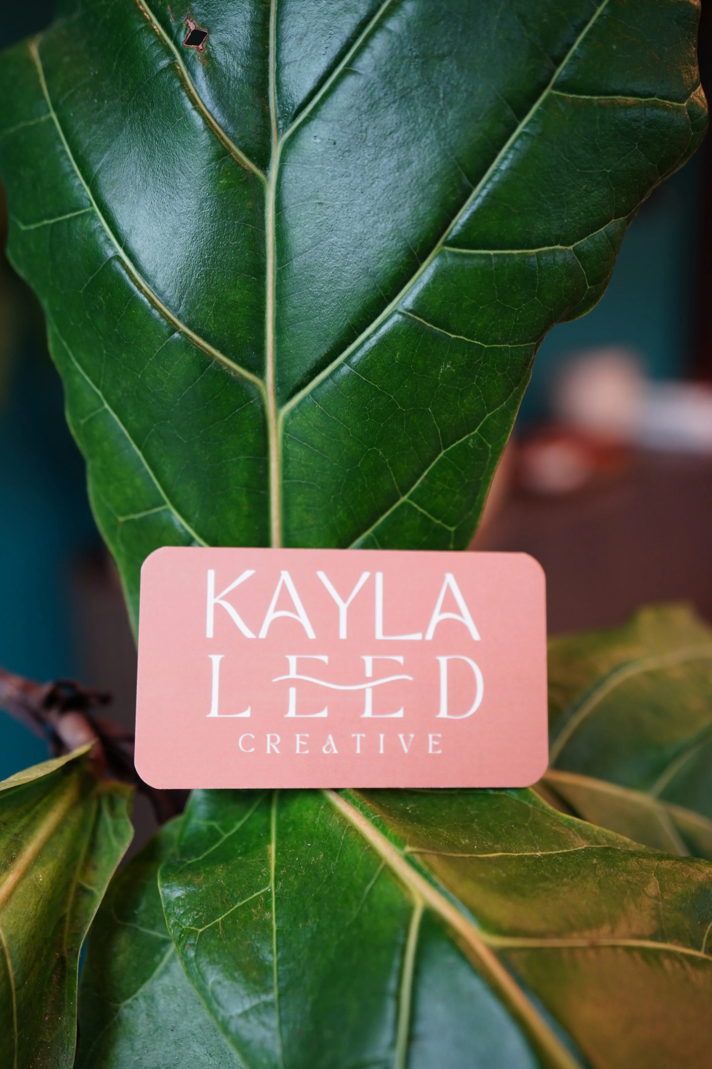Close-up of a large green leaf with a pink business card labeled 'KAYLA LED CREATIVE' resting on it.