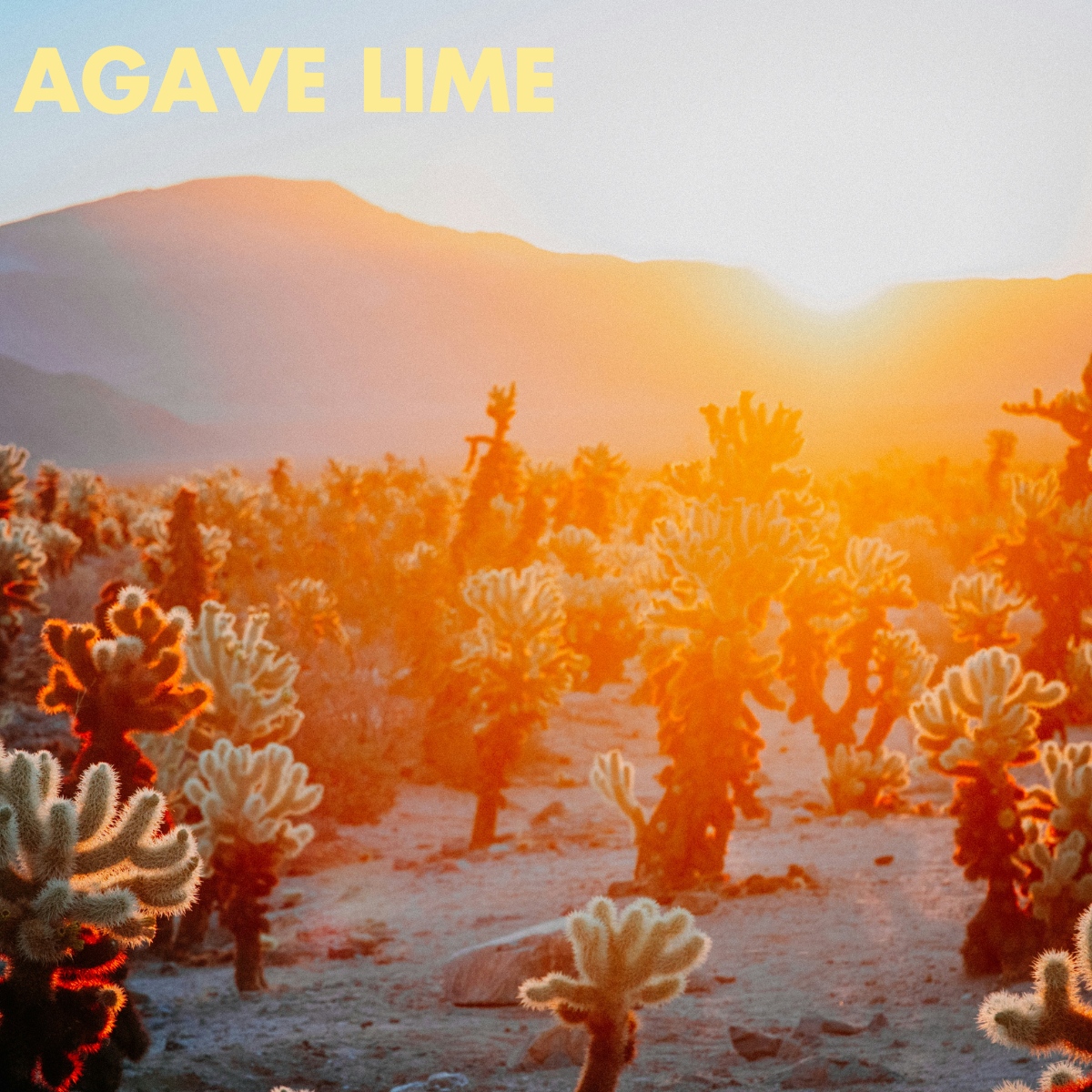 Agave Lime - Hemp Tea Seltzer