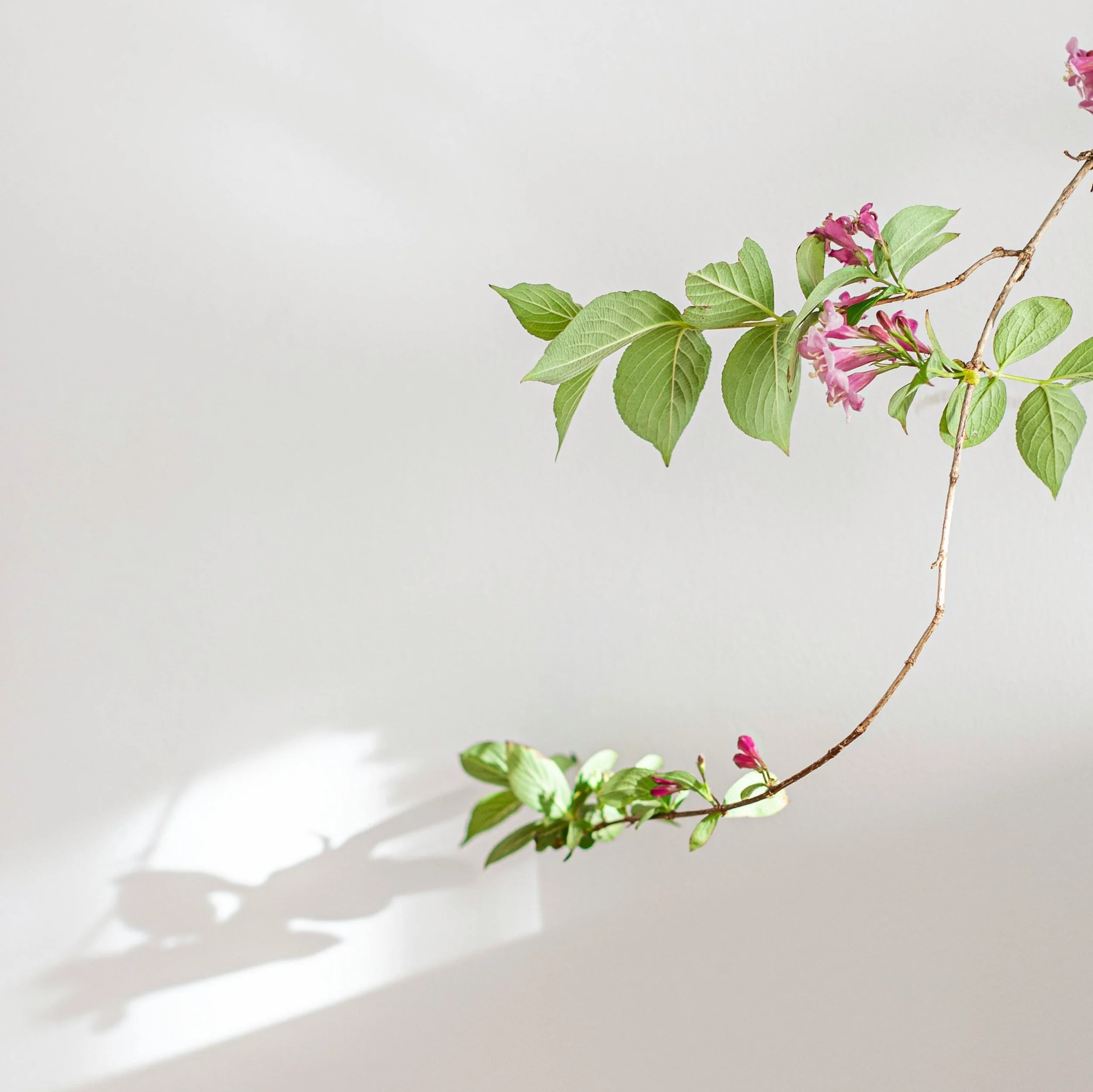 Tree branch with spring leaves and pollen — representing seasonal allergens that may increase histamine and trigger ADHD symptoms