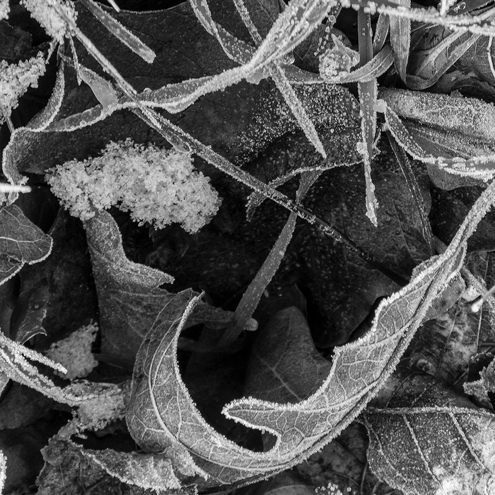 Ariel Swartley in “Frozen, Quiet, Pure”