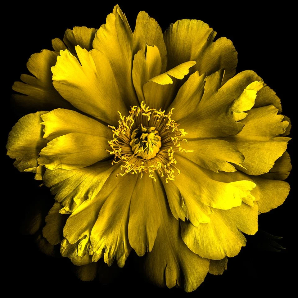 PVAC Winter Show 2025