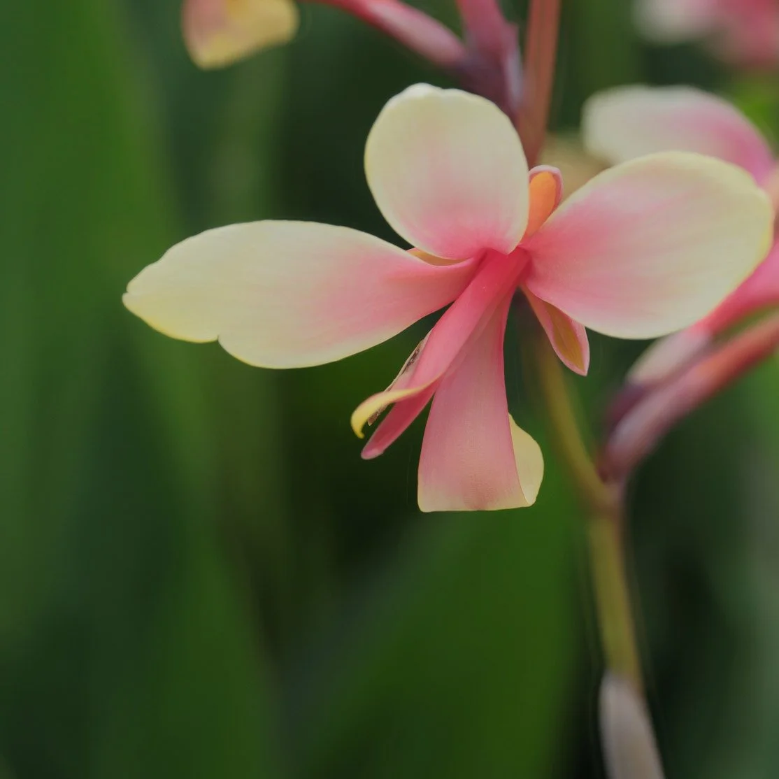 South Coast Botanic Garden Photo Shoot