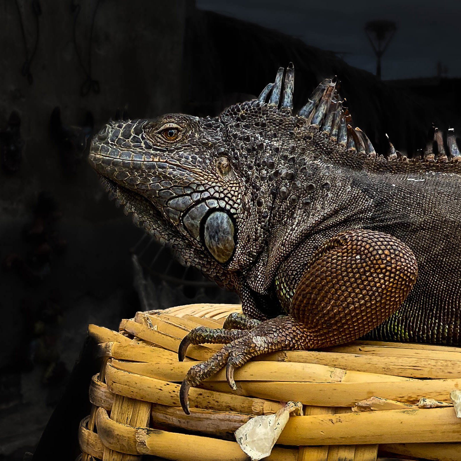 Animals Exhibition at Light Space Time