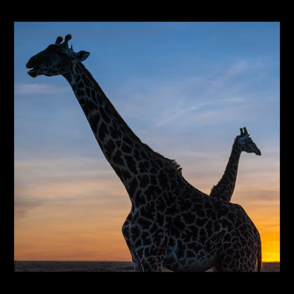 Lynn Doran Juried into Wild at Photo Artfolio