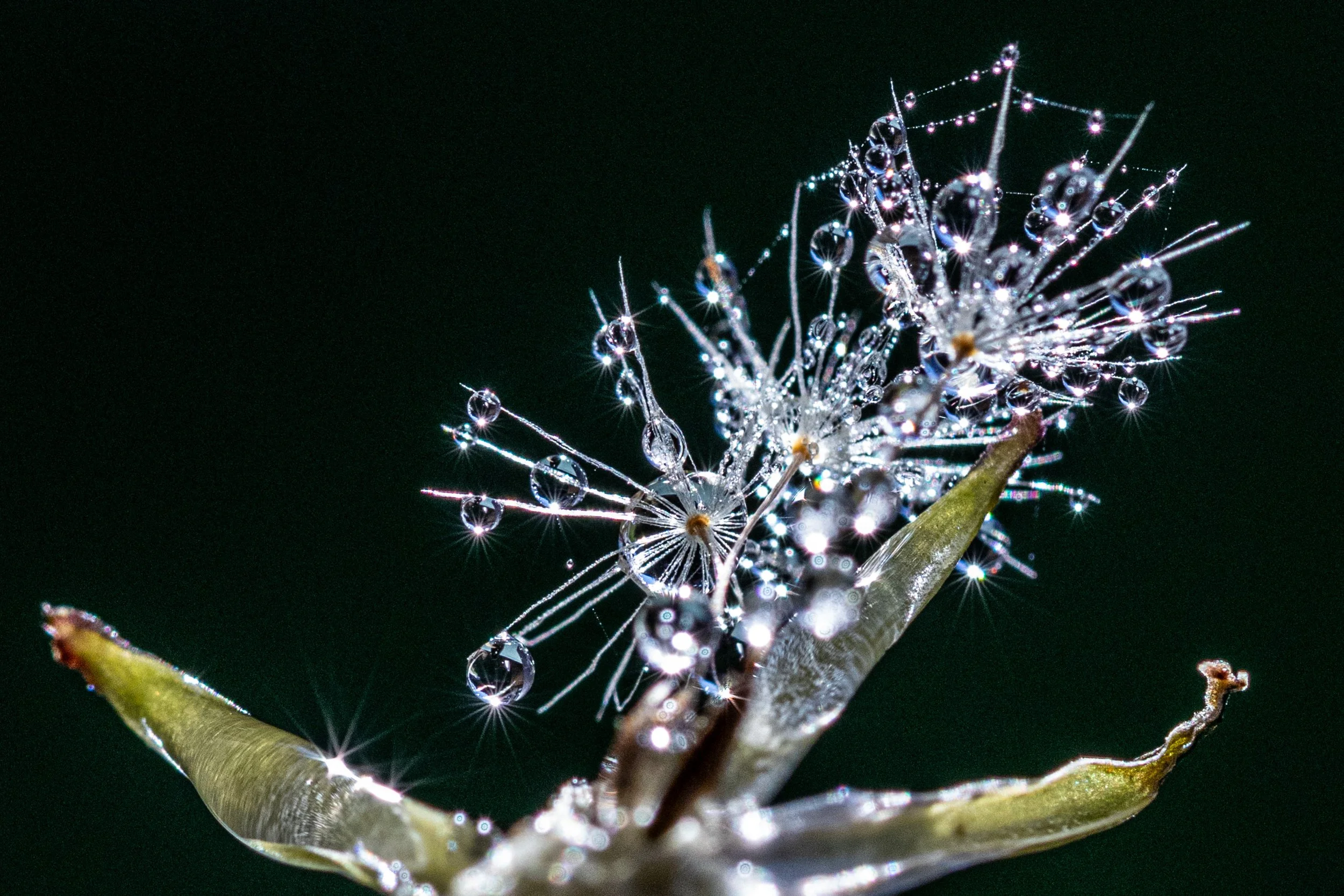 Dew Macro
