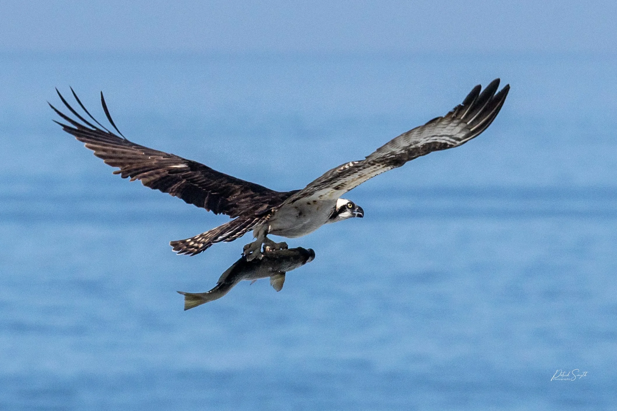 Flying Fish