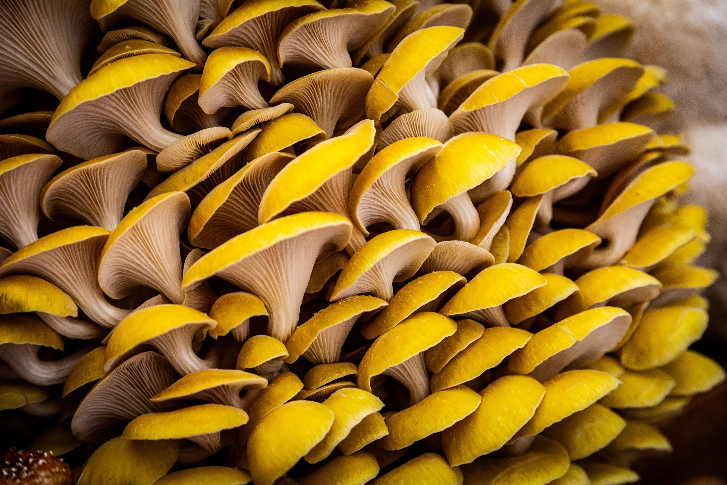 Mushrooms on my Mind