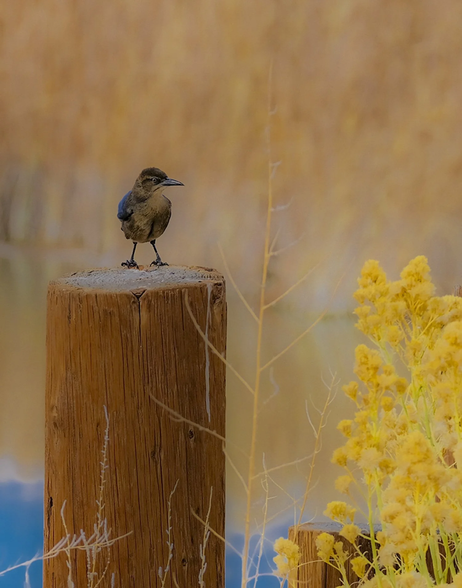 Bird Break, Diaz Lake