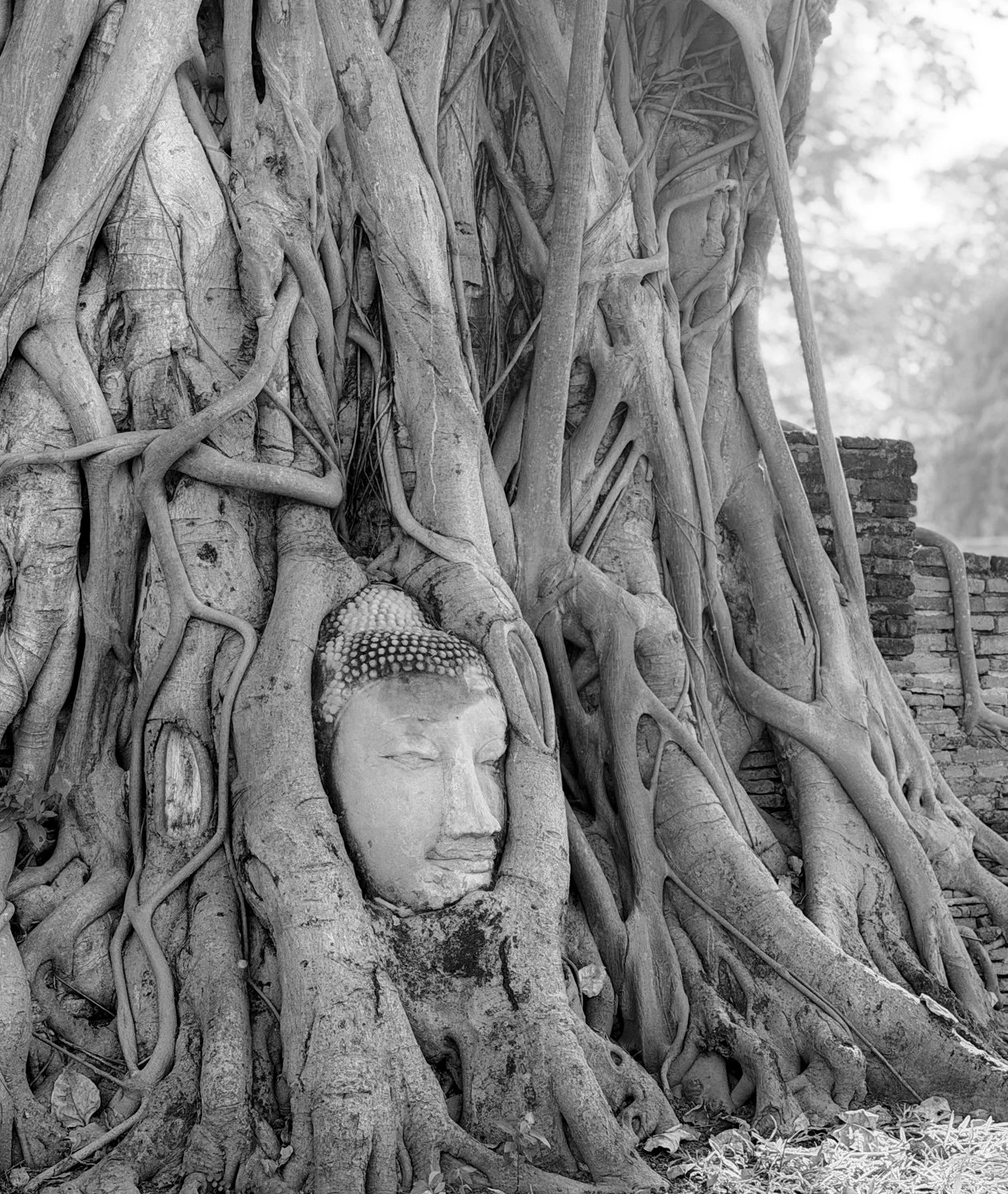Buddha & Banyan Tree, Ayutthaya