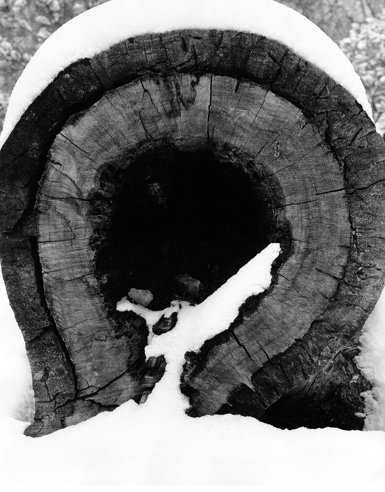 Tree Trunk in Show - Sugar Loaf