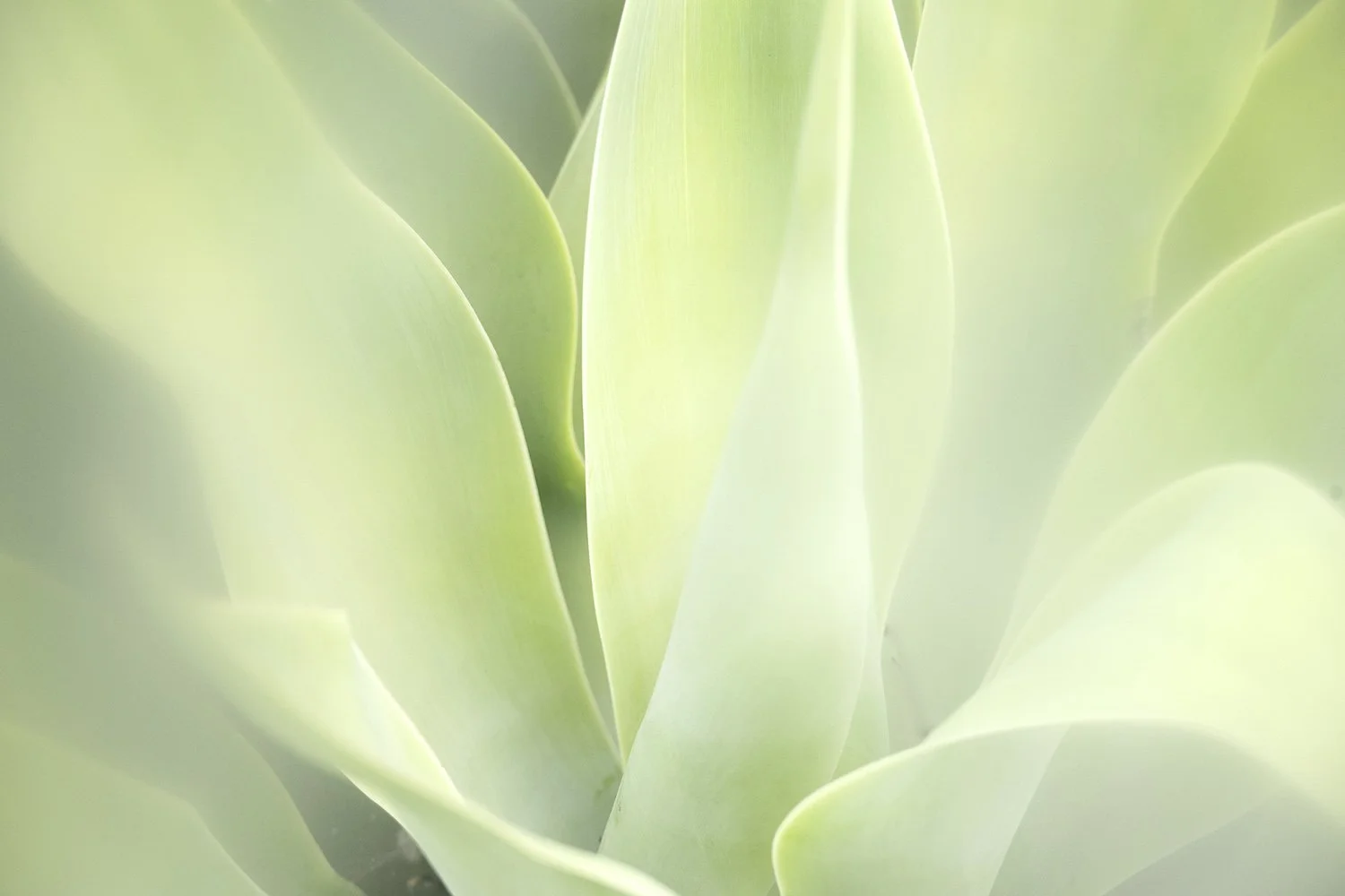 Agave Veils