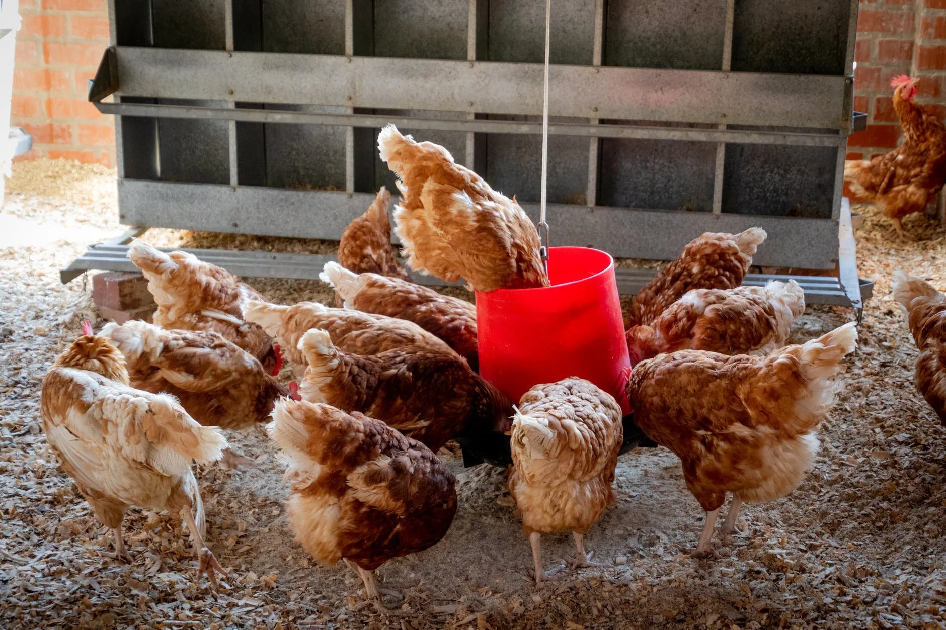 What Chickens Teach
