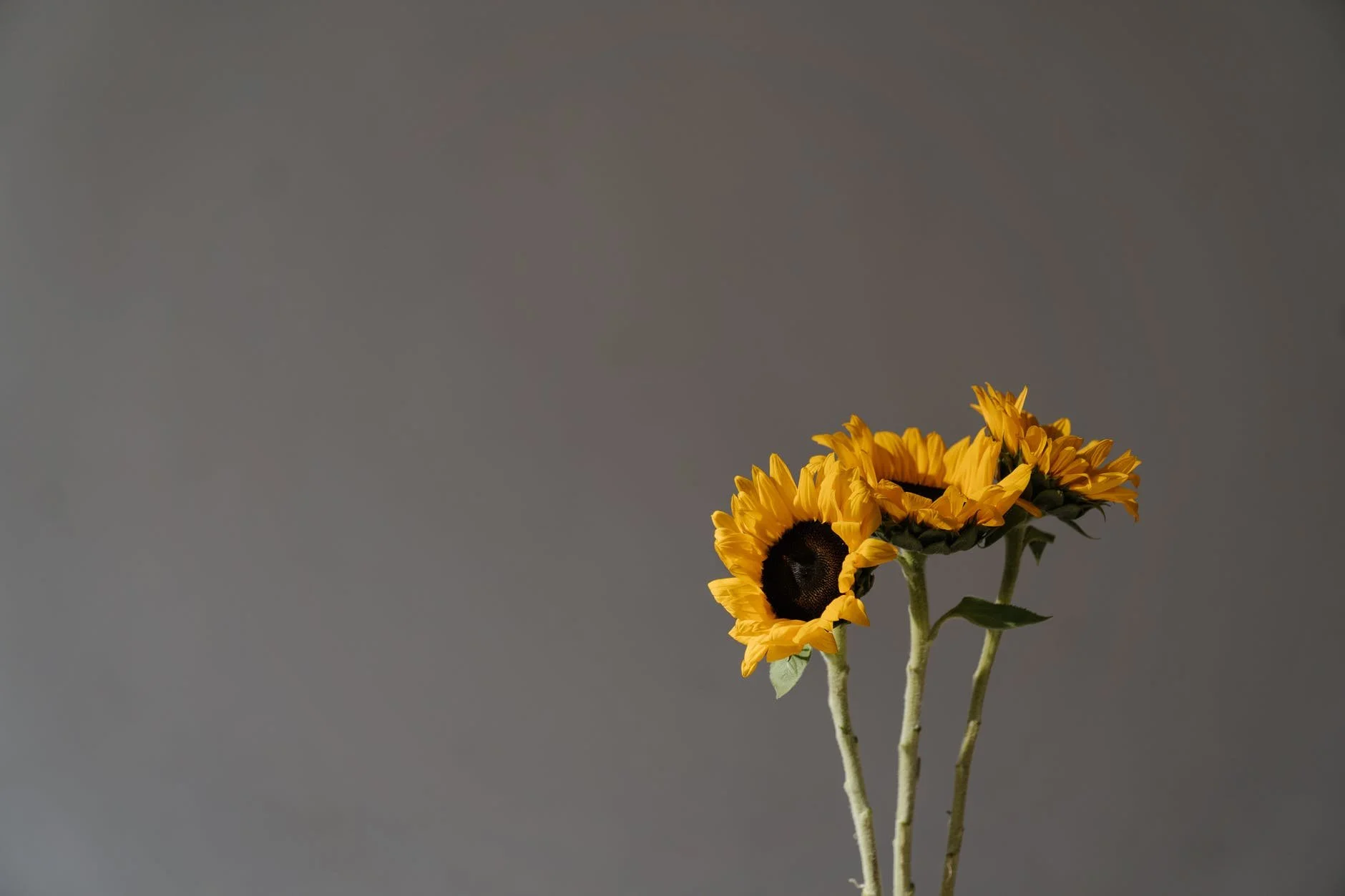 Fight Comparison Like War