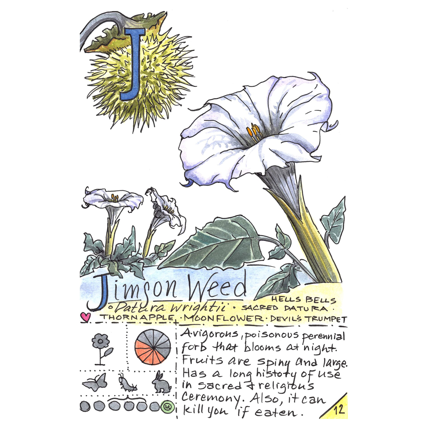 Kate Rutter
“J is for Jimson Weed (Native Plant Alphabet)”,
ink and watercolor on paper, 2024, 8.5˝ x 5.5˝
