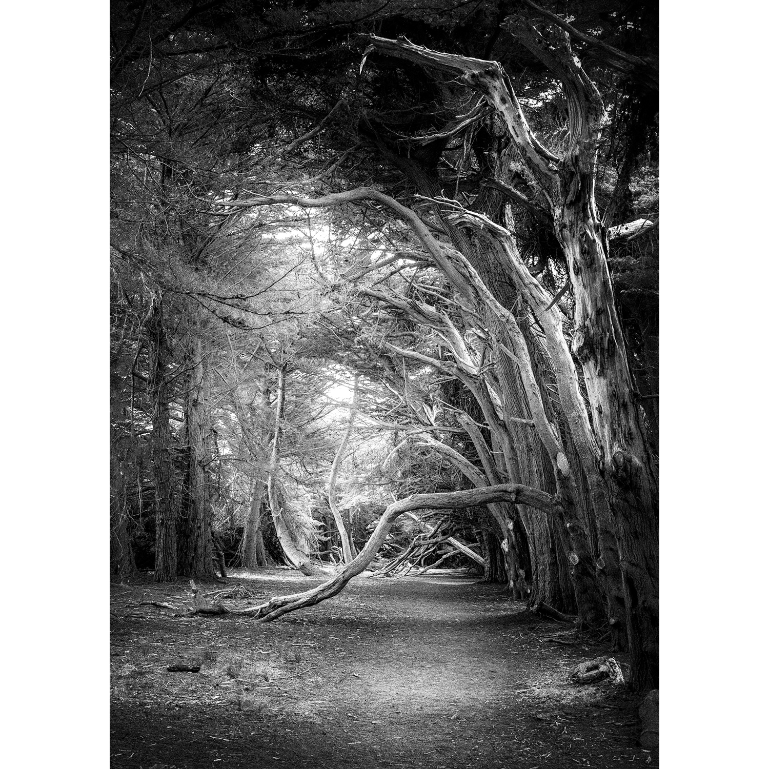 Addie Jenkins
“Forest Light”,
archival pigment print, 2025, 24˝ x 20˝