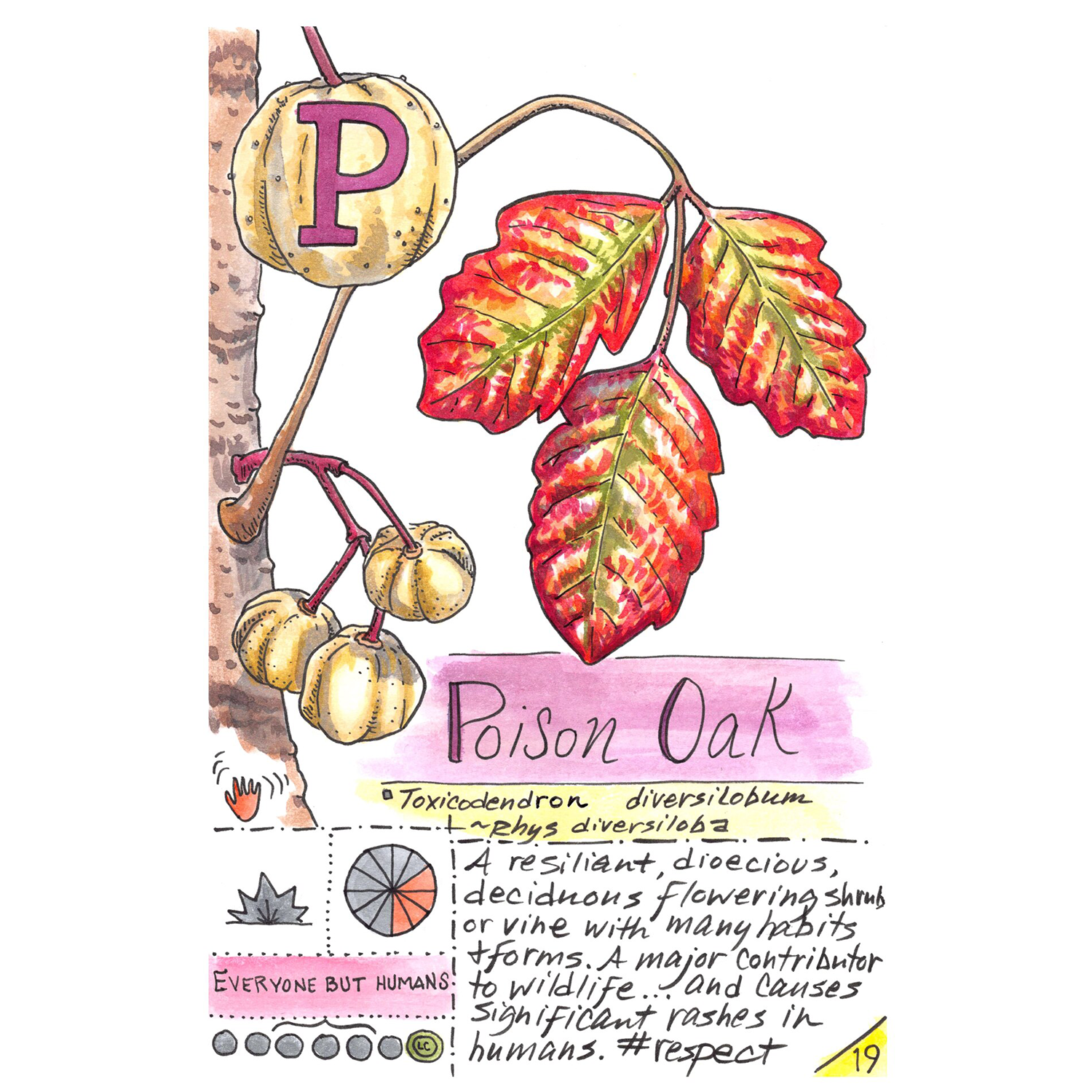 Kate Rutter
“P is for Poison Oak (Native Plant Alphabet)”,
ink and watercolor on paper, 2024, 8.5˝ x 5.5˝
