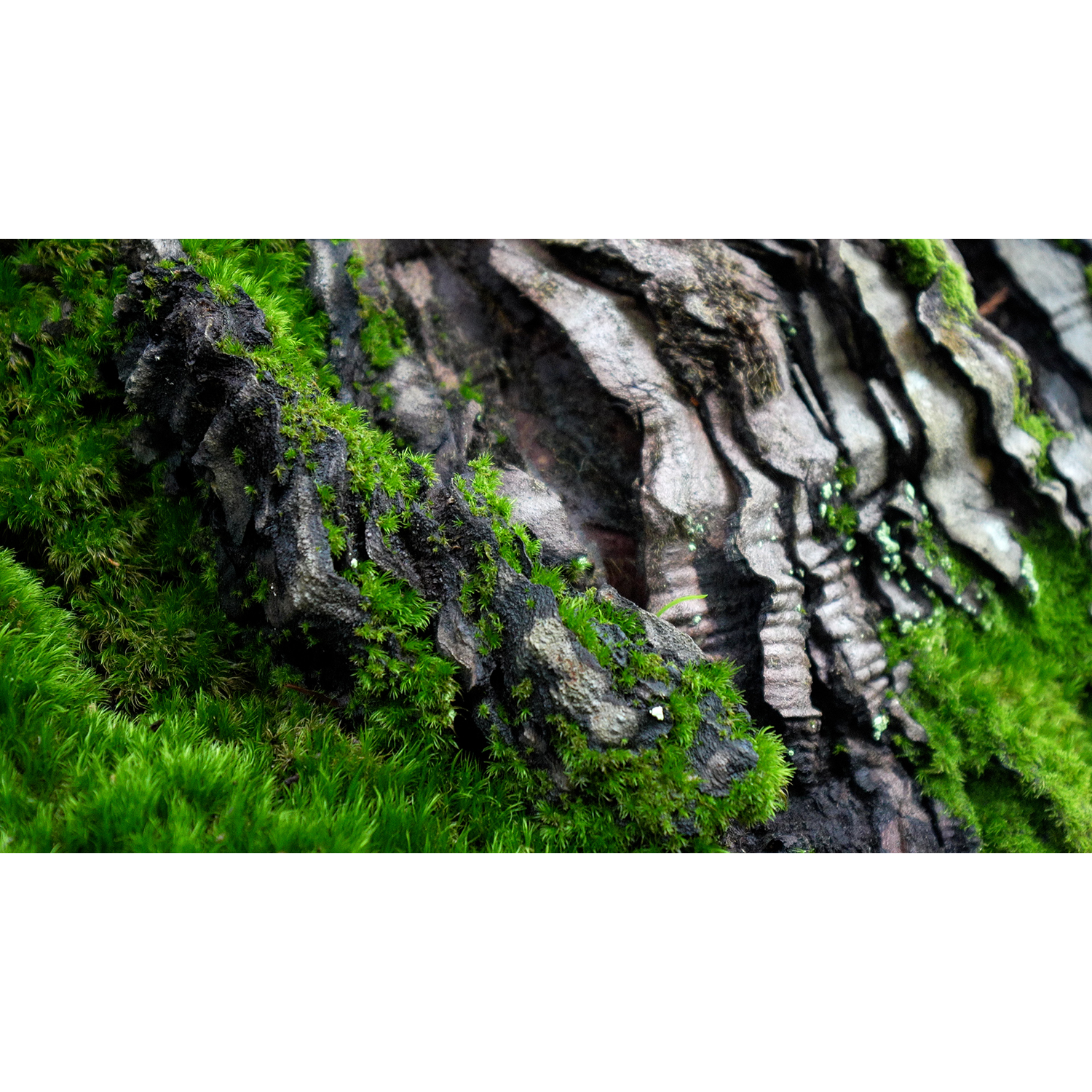 Michael Haggerty
“The Redwood_3 of 10”,
photography, 2026, 22˝ x 40˝