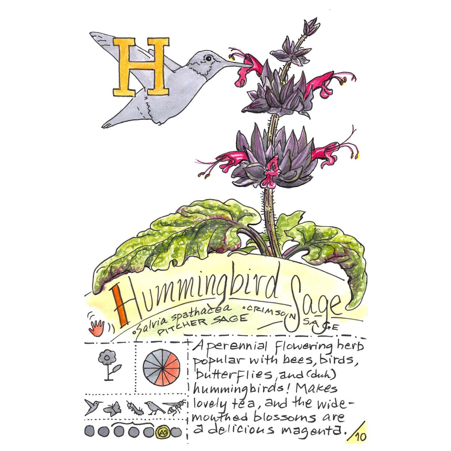 Kate Rutter
“H is for Hummingbird Sage”,
ink and watercolor on paper, 2024, 8.5˝ x 5.5˝
