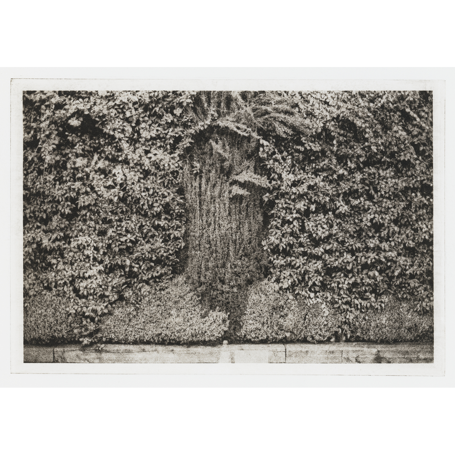 Michael Teresko
“Portland Hedge”,
polymer plate photogravure, 2026, 8˝ x 12˝
