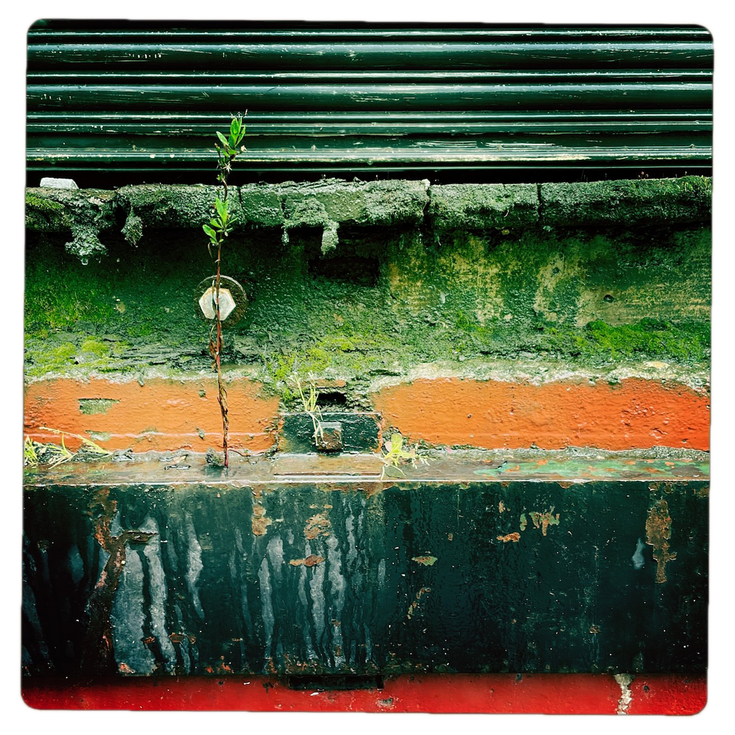 Karen Palamos
“It's Possible”,
photography, 2026, 12˝ x 12˝
