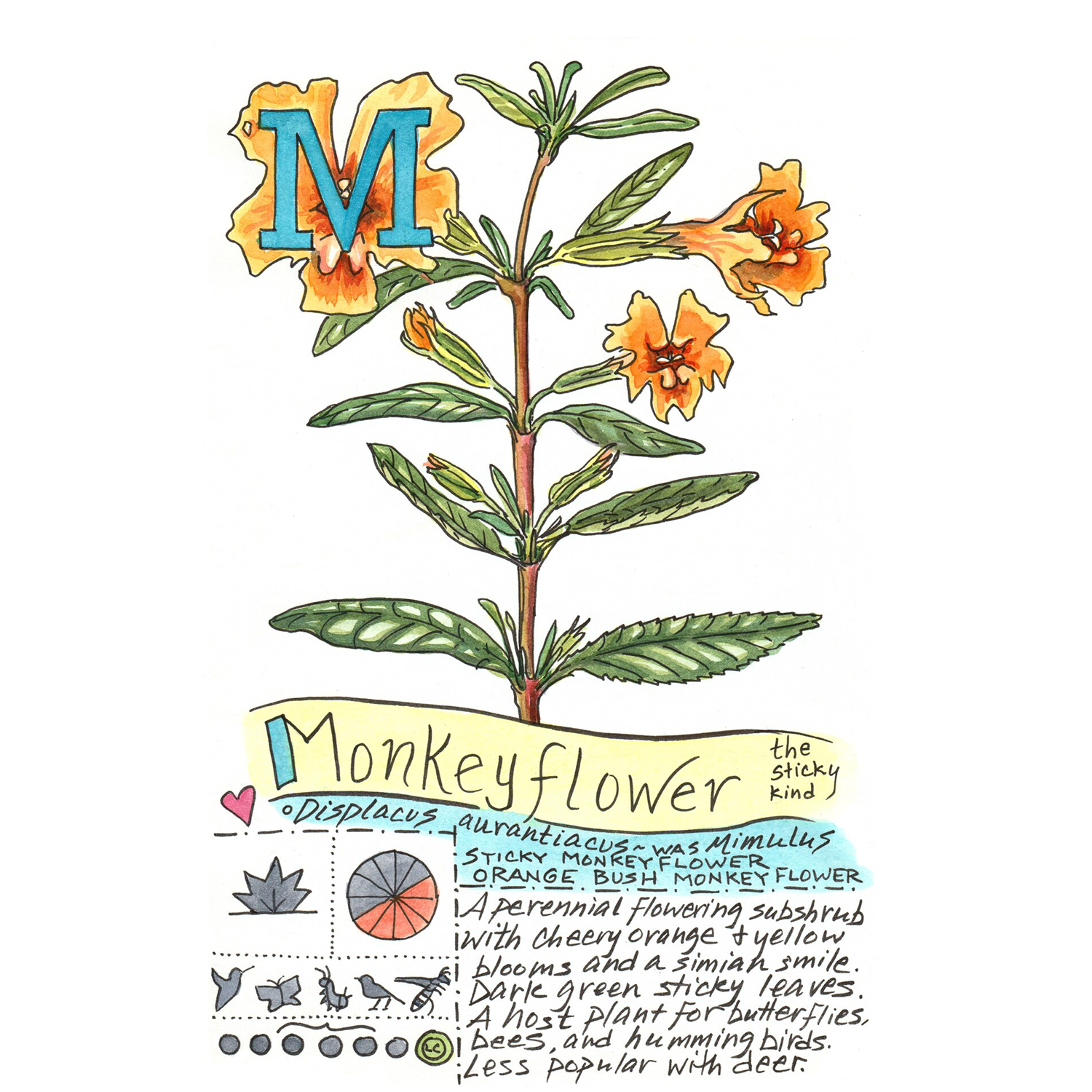 Kate Rutter
“M is for Monkeyflower (Native Plant Alphabet)”,
ink and watercolor on paper, 2024, 8.5˝ x 5.5˝
