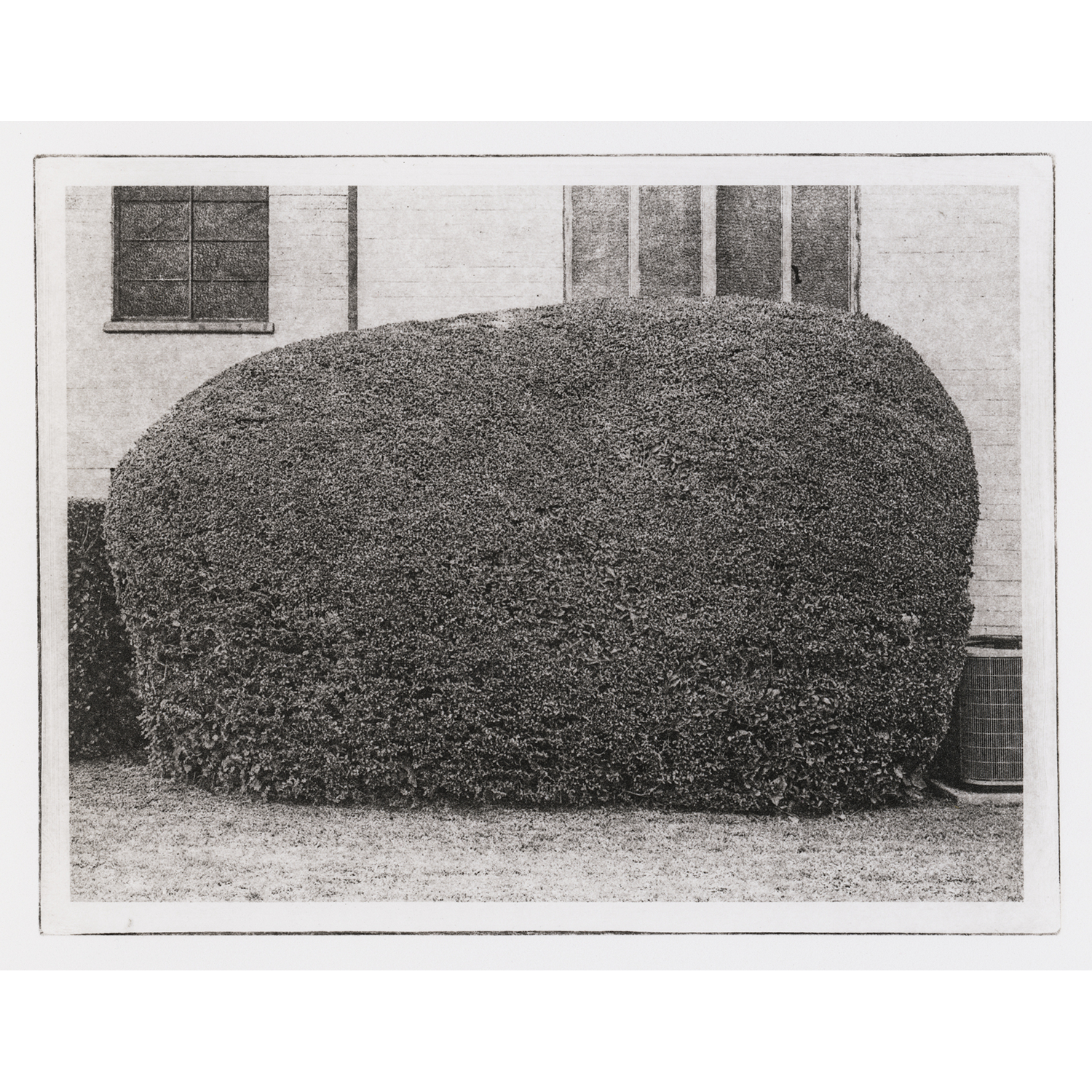Michael Teresko
“Loaf Shrubbery”,
polymer plate photogravure, 2026, 8˝ x 12˝
