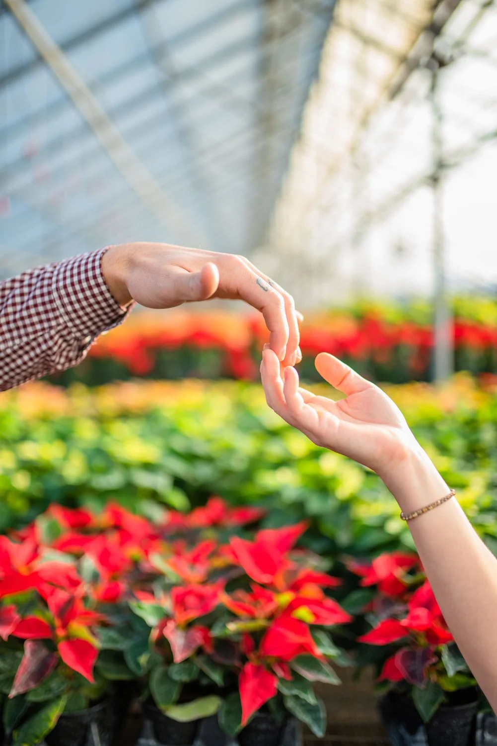 Edwards-greenhouse-Boise-Idaho-Poinsettias-Photoshoot-Couple-photography-Hannah-O-Hansen-hands.jpg