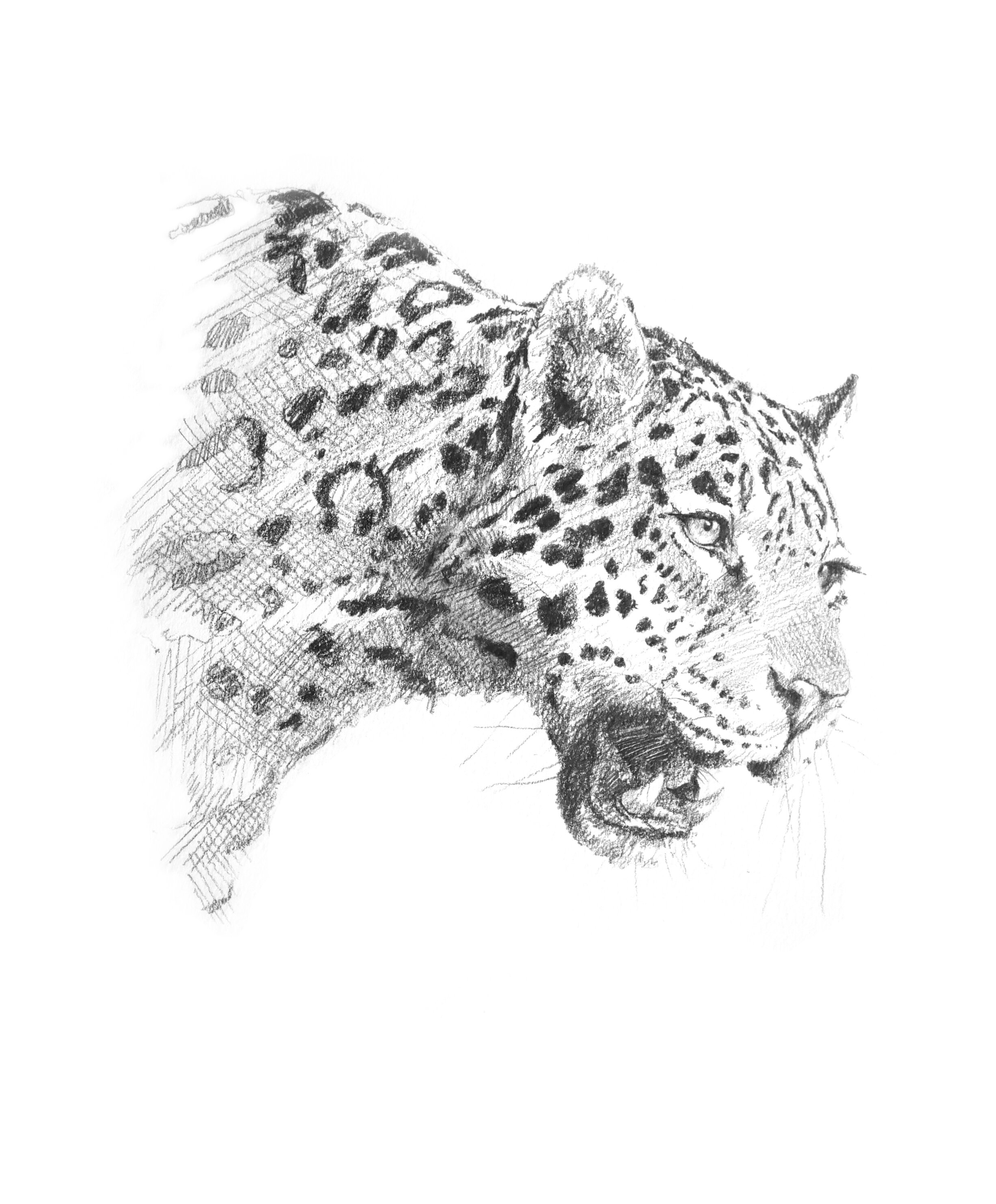 Jaguarprint.jpg