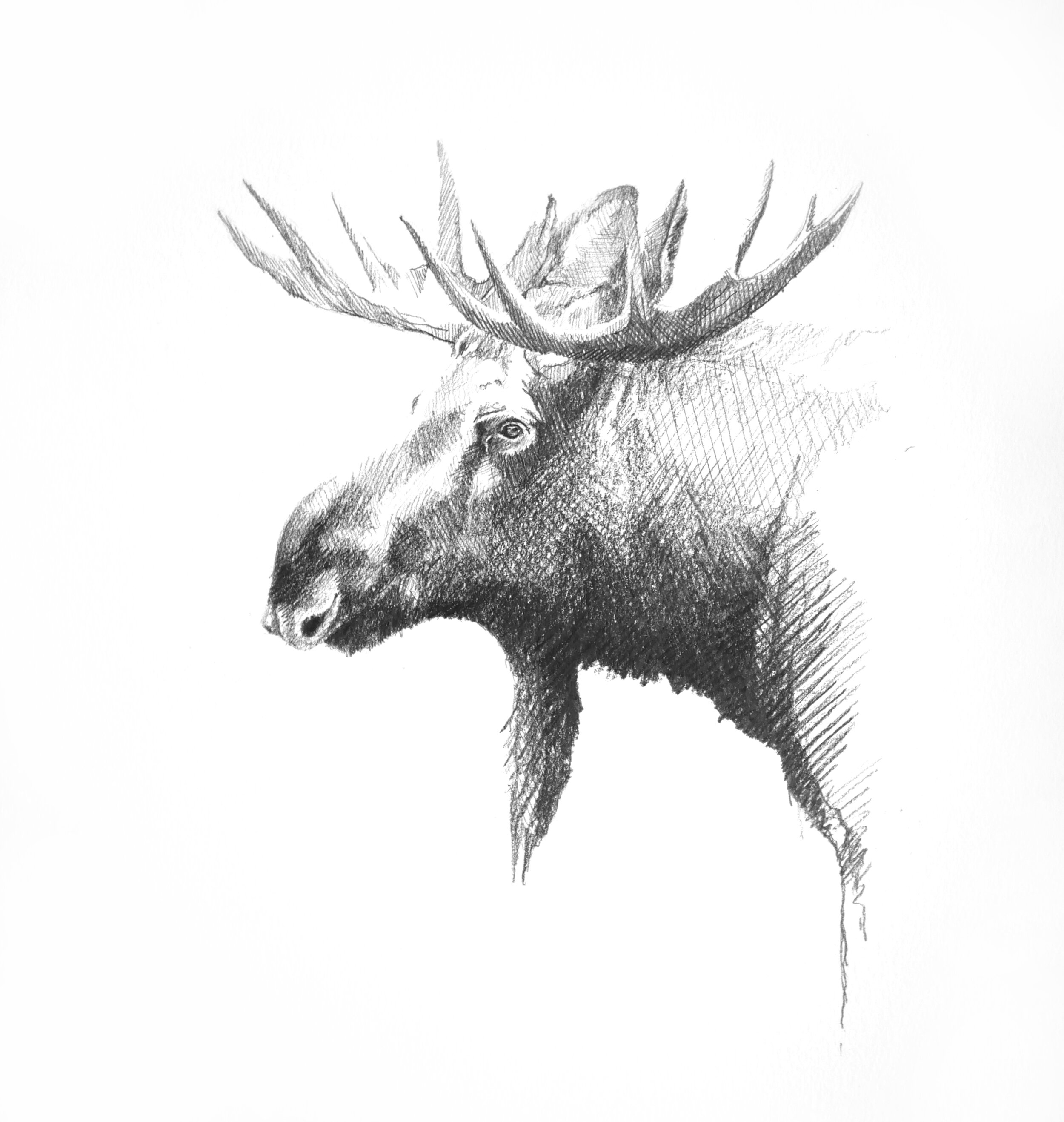 mooseprint.jpg