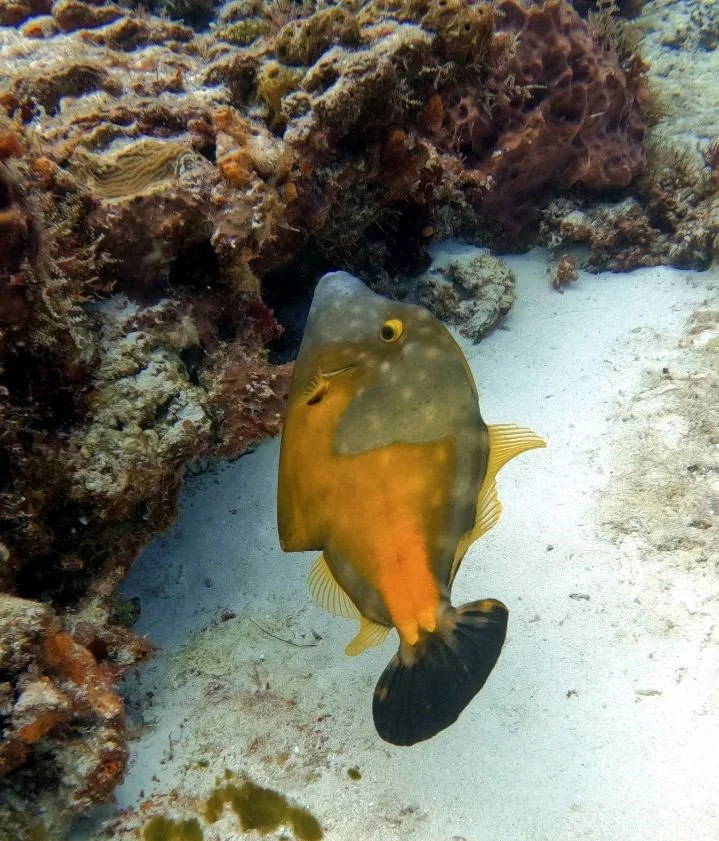 A fish with a flat, elongated body and vibrant colors swims near coral and sandy ocean floor.