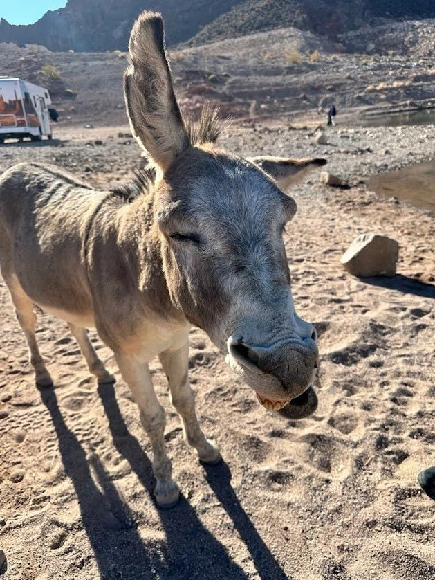 Donkey.jpg