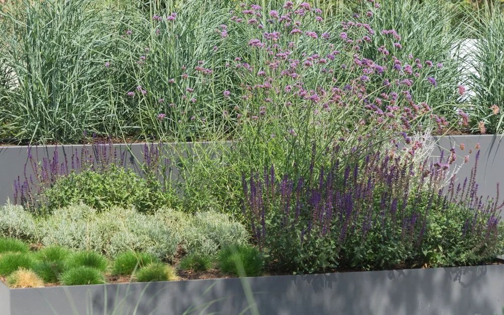 A garden bed with tall green grass, purple flowering plants, and various other green plants in a metal container.