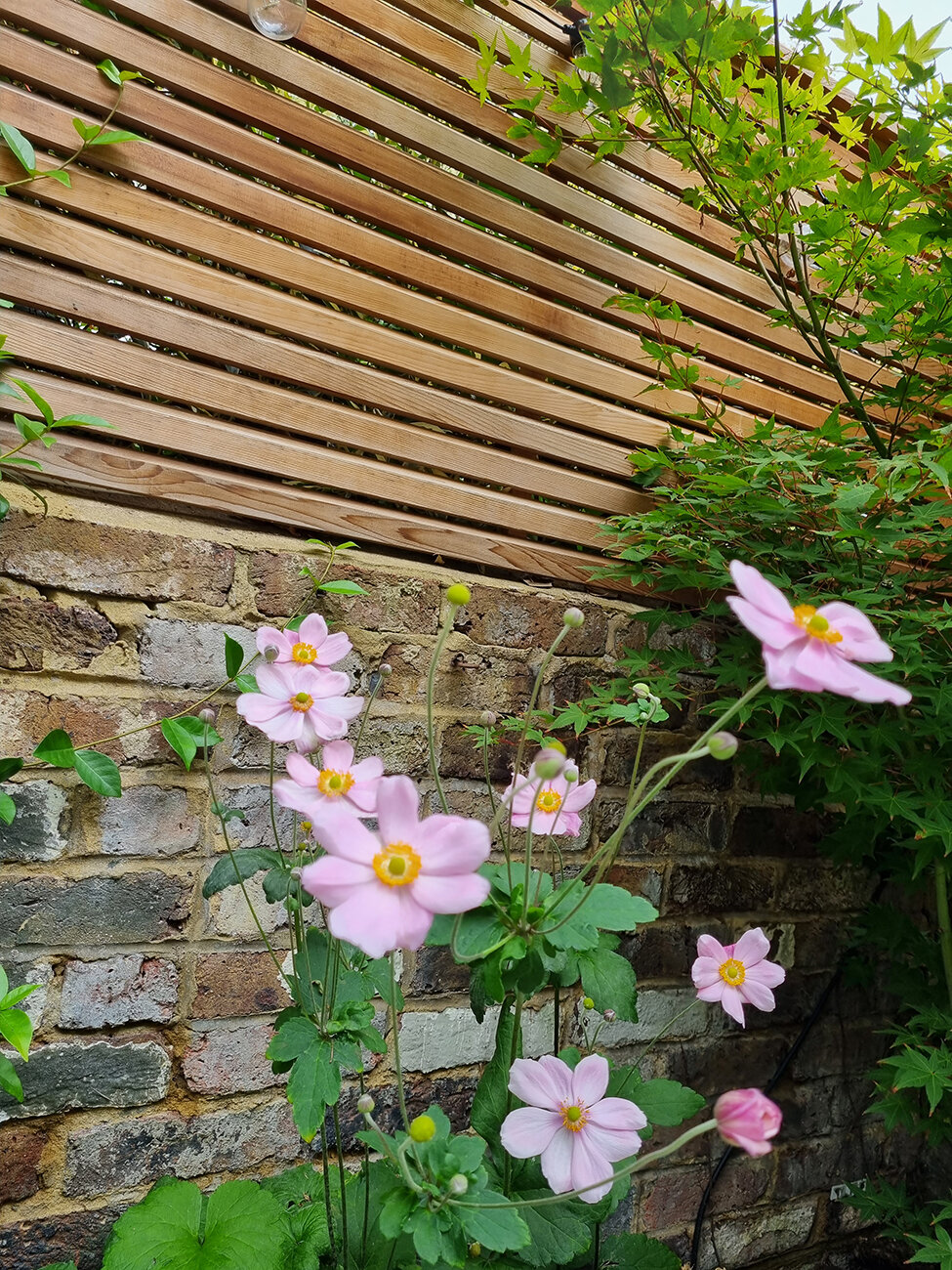 Flowering japanese anemone, pink japanese anemone, traditional london brick wall, red western cedar panels, japanese red cedar slats