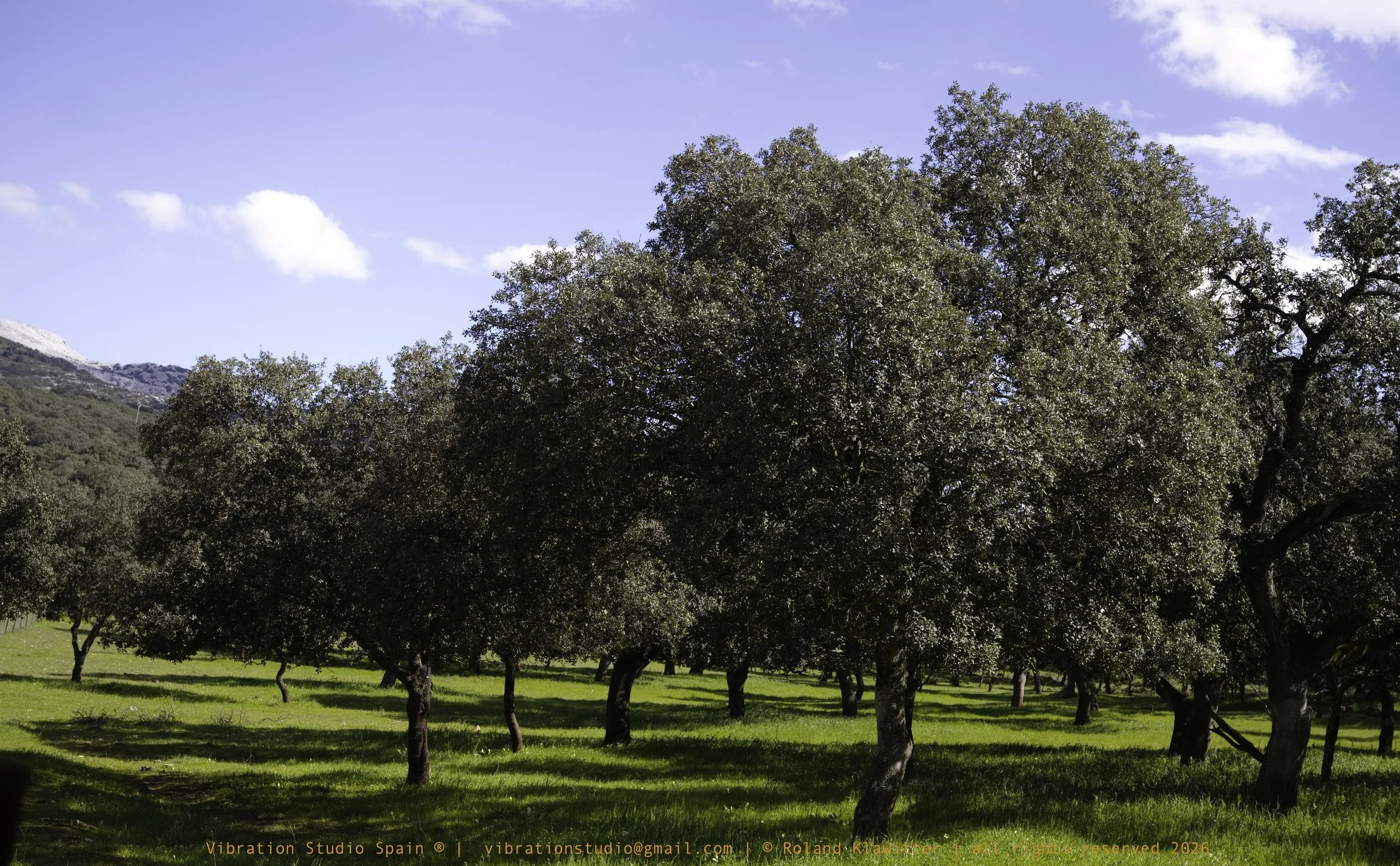 Dehesa - Ronda