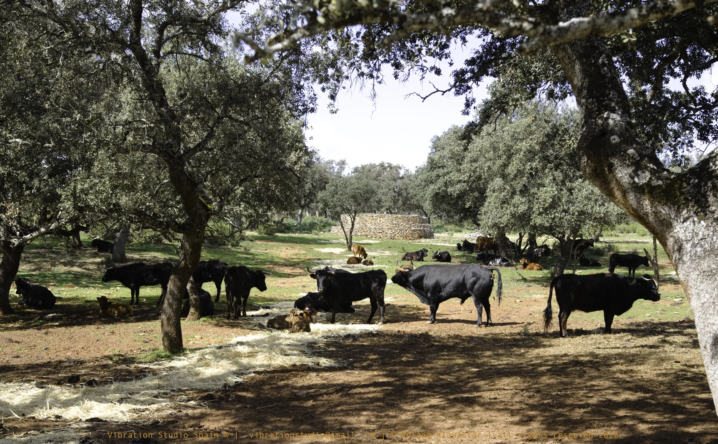 Toros - Reservatauro