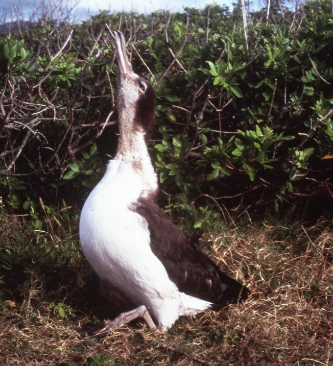 LaysanAlbatross770625kpnwrHI3ea.jpg