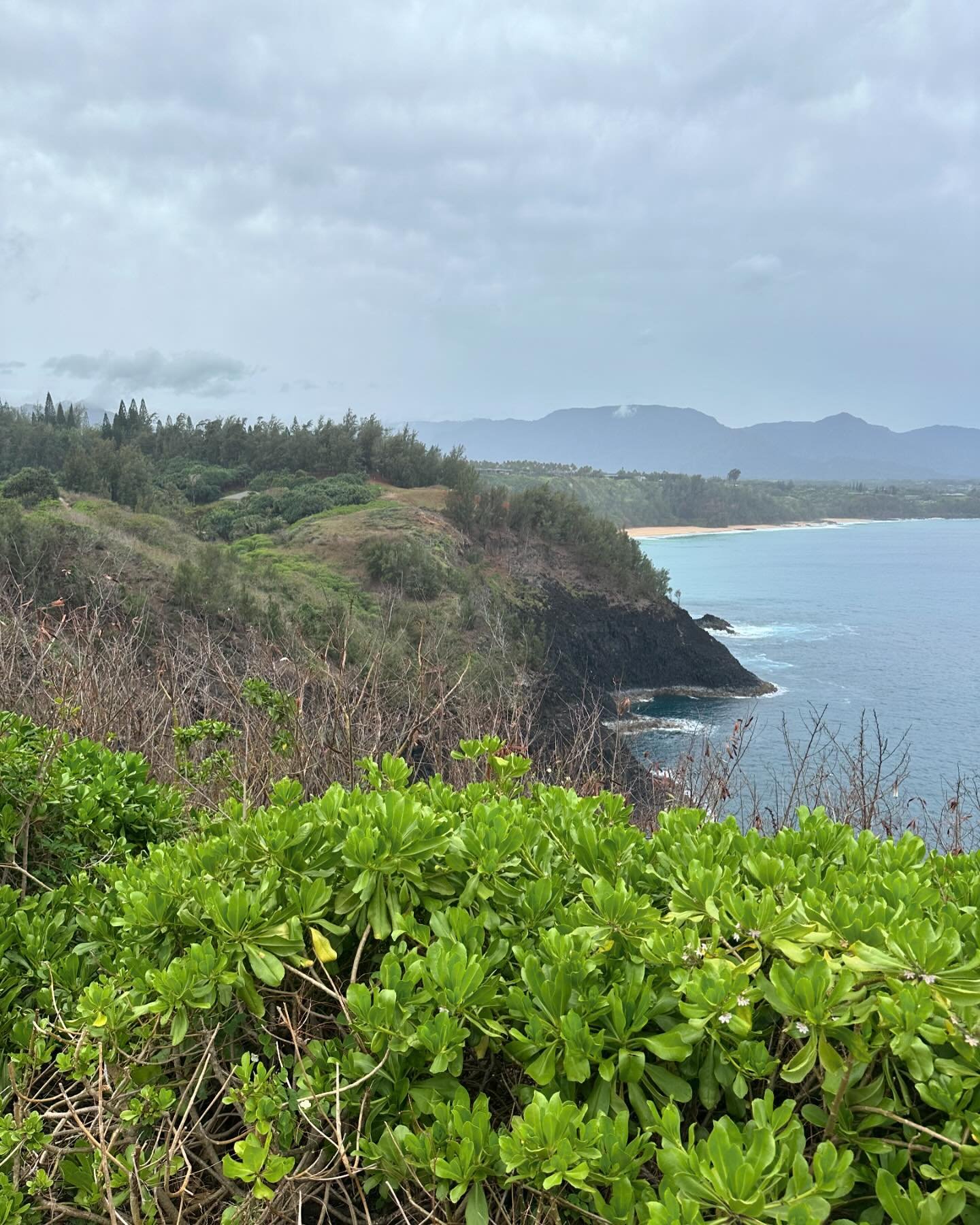 Experience the subtle beauty and the lush understated world of native plants at Kilauea Point National Wildlife Refuge. The refuge landscape provides a rare glimpse of native plants in the natural coastal environment. Hopefully, the experience will i