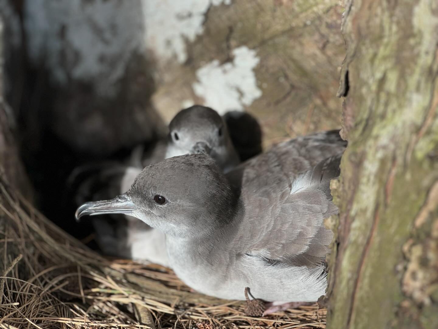 Each year around mid-March ʻuaʻu kani, or wedge-tailed shearwaters, return to Kīlauea Point NWR and other coastal areas around the Island of Kauaʻi. They fly here from waters near the Gulf of Panama to nest in burrows and under rocks or vegetation as