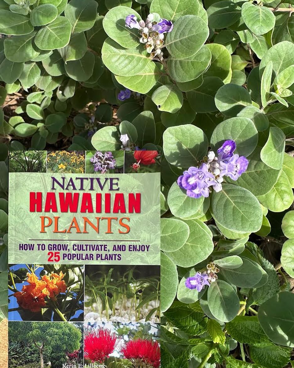 Let&rsquo;s talk about something close to my heart: nurturing native Hawaiian plants! 🌱 Hawaii&rsquo;s rich biodiversity is not just a part of its beauty, but also part of its cultural heritage and ecological balance. 🌺 From the vibrant &lsquo;Ōhi&