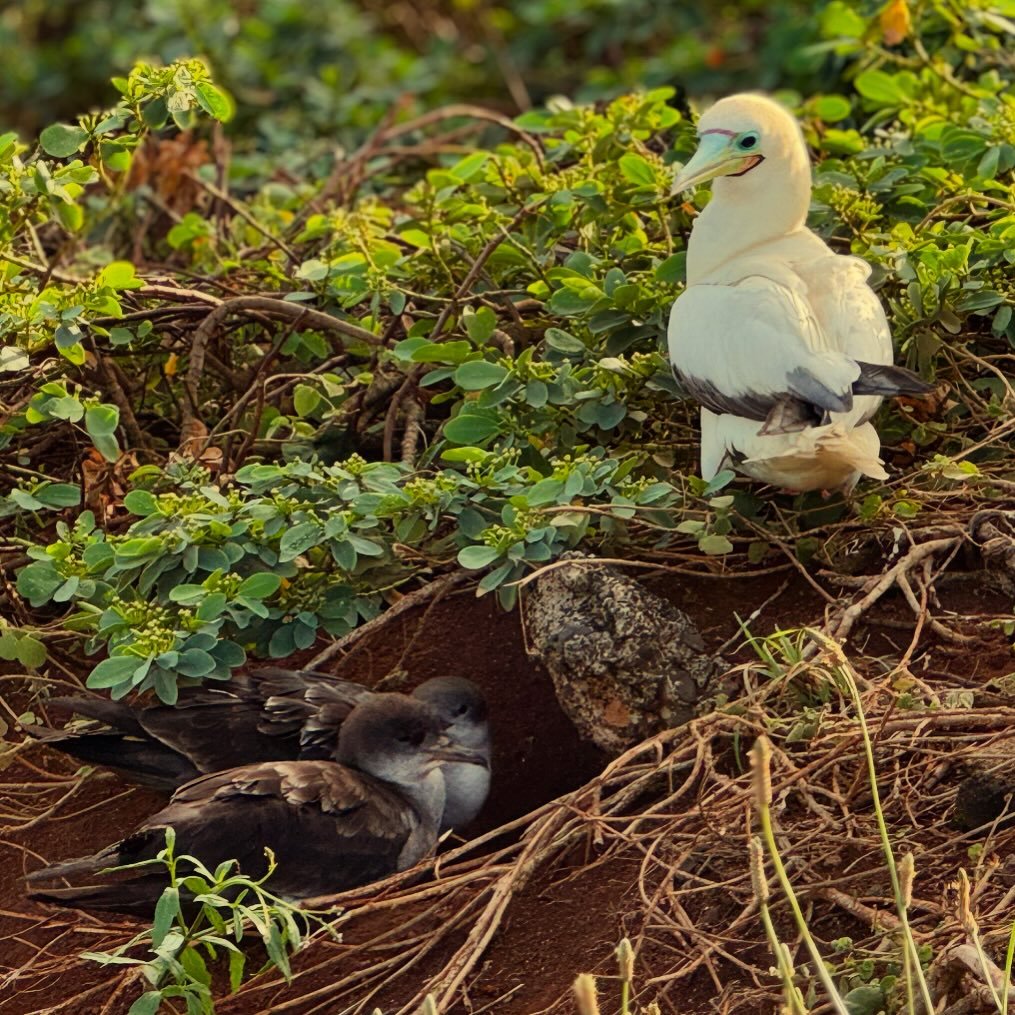 This photo offers a great reflection for us all as we seek to peacefully share space with others who may be different than us. Here, a beautiful male ʻā (red-footed booby) drops in to collect nesting material above two ʻuaʻu kani (wedge-tailed shearw