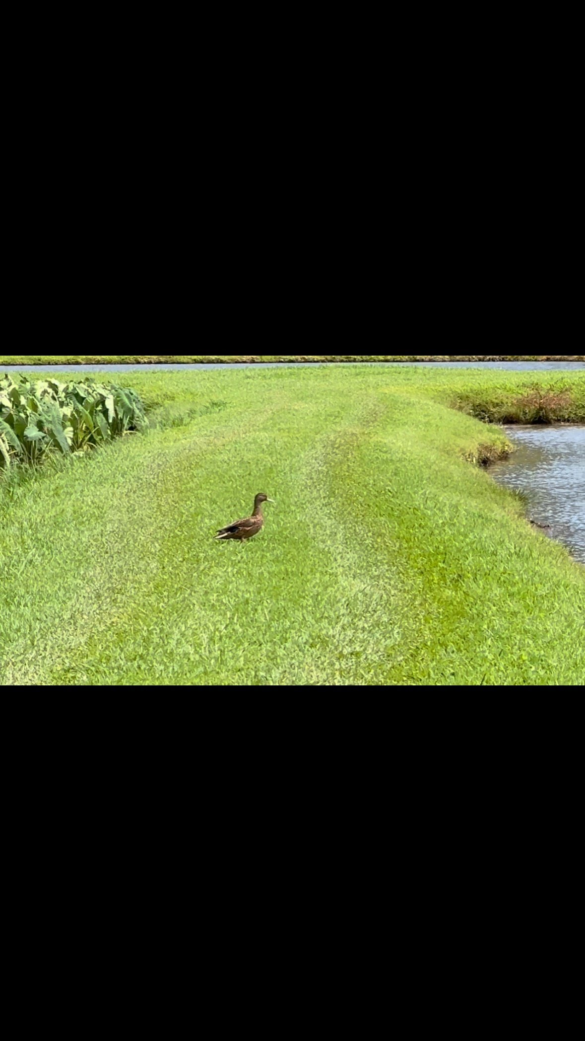 Enjoy a few moments around Hanalei NWR - a beautiful, majestic, peaceful, resilient, and fragile home for critically endangered native Hawaiian waterbirds.
#refugestrong