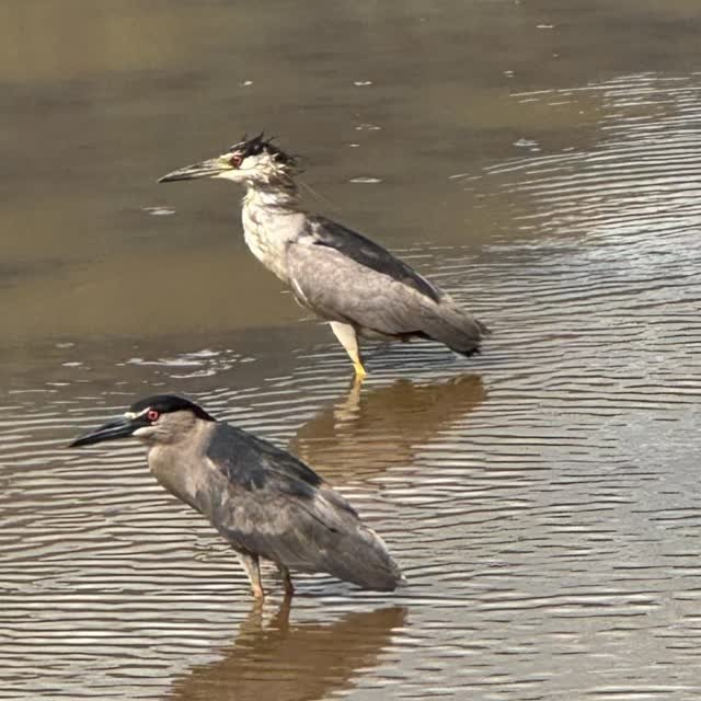 Celebrating that special person who shows up to the party with their own unique sense of style! ❤️
Two ʻaukuʻu (Black-crowned night herons) at Hanalei NWR.
