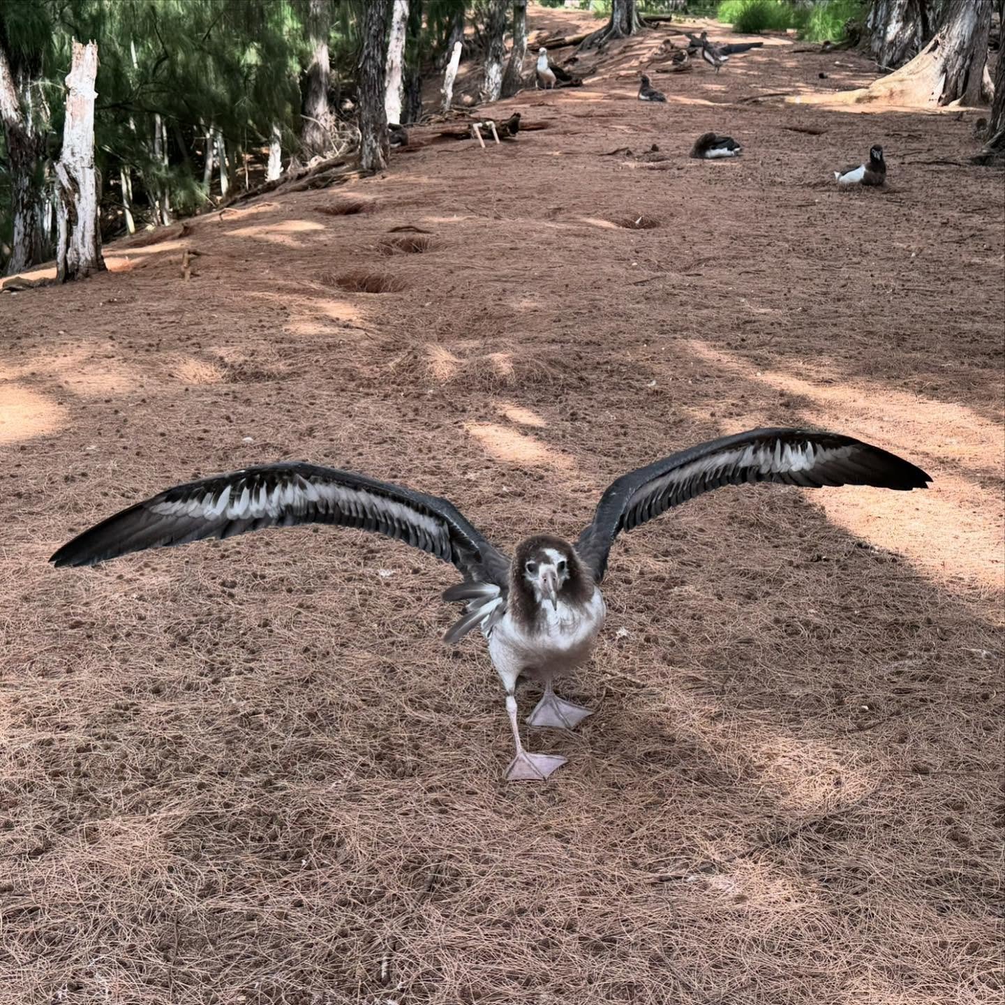Here on Kauaʻi, this is the time of year when we begin to say a hui hou to this year’s mōlī (Laysan albatross) chicks from within the nesting colonies at Kīlauea Point NWR and across the North Shore (plus 1 chick on the South Shore for the firs