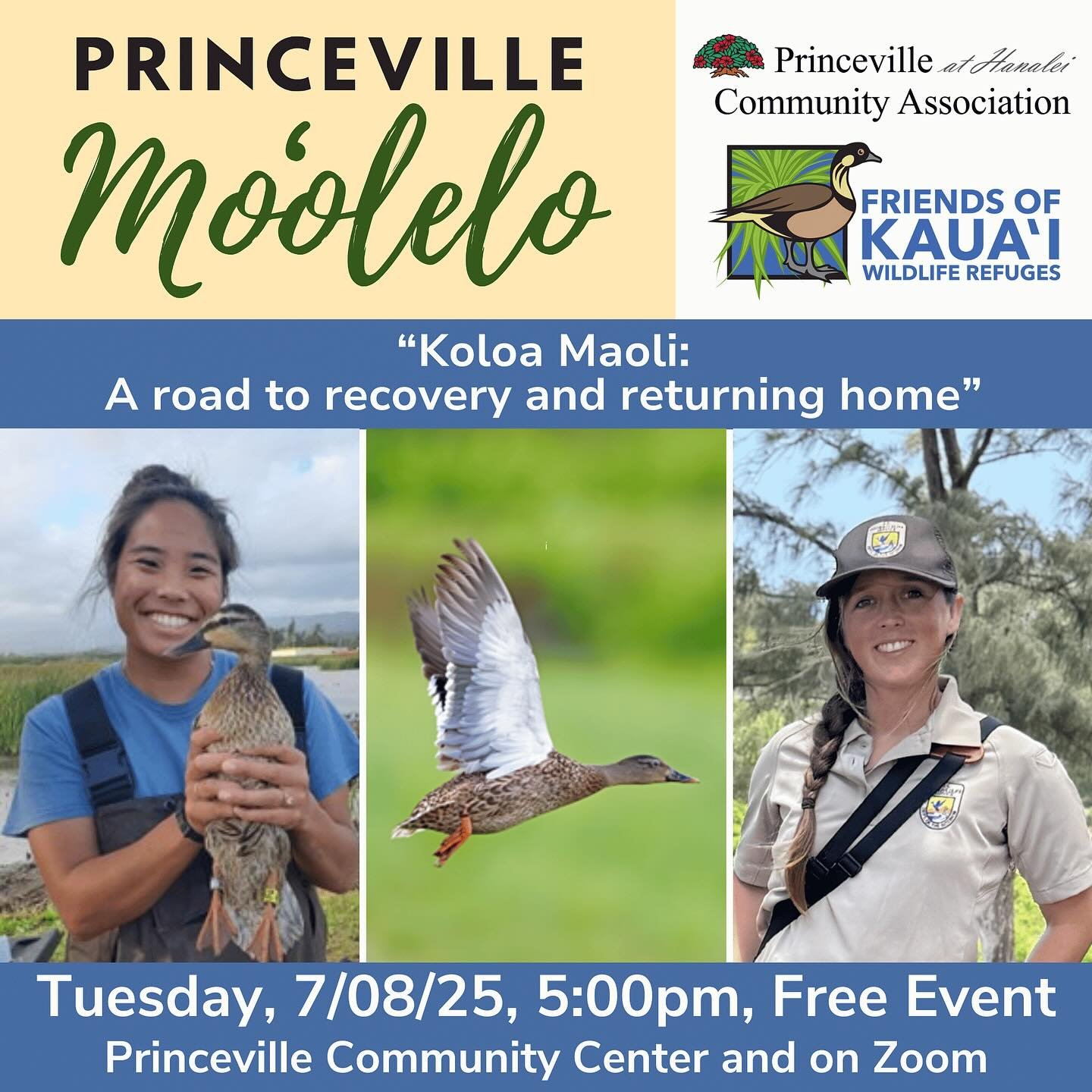 TODAY…Join us for a special talk on the Koloa Maoli, or Hawaiian duck (Anas wyvilliana). Once widespread across all islands, Koloa Maoli are now only found on the islands of Kauaʻi and Niʻihau. This talk will begin with a brief overview of the