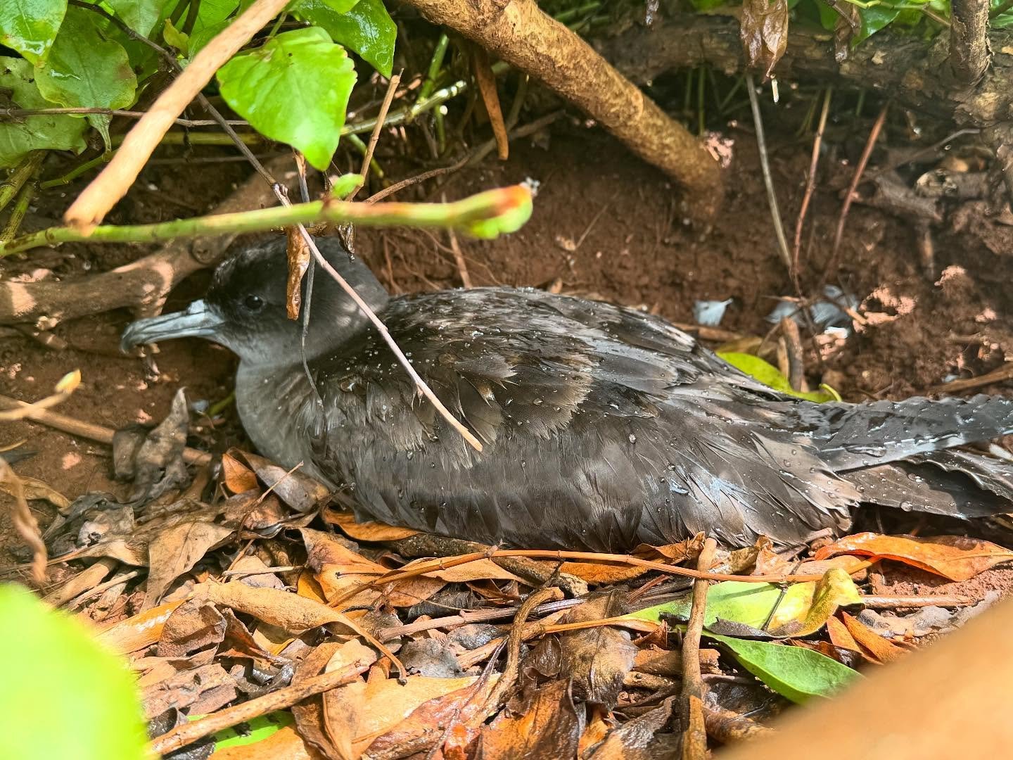 All along the pathway at Kīlauea Point NWR, visitors enjoy views of ʻuaʻu kani (wedge-tailed shearwaters) nestled under bushes and in burrows as they incubate their single egg. We also threw in a gaggle of nēnē (Hawaiian geese), just because we ❤️ th