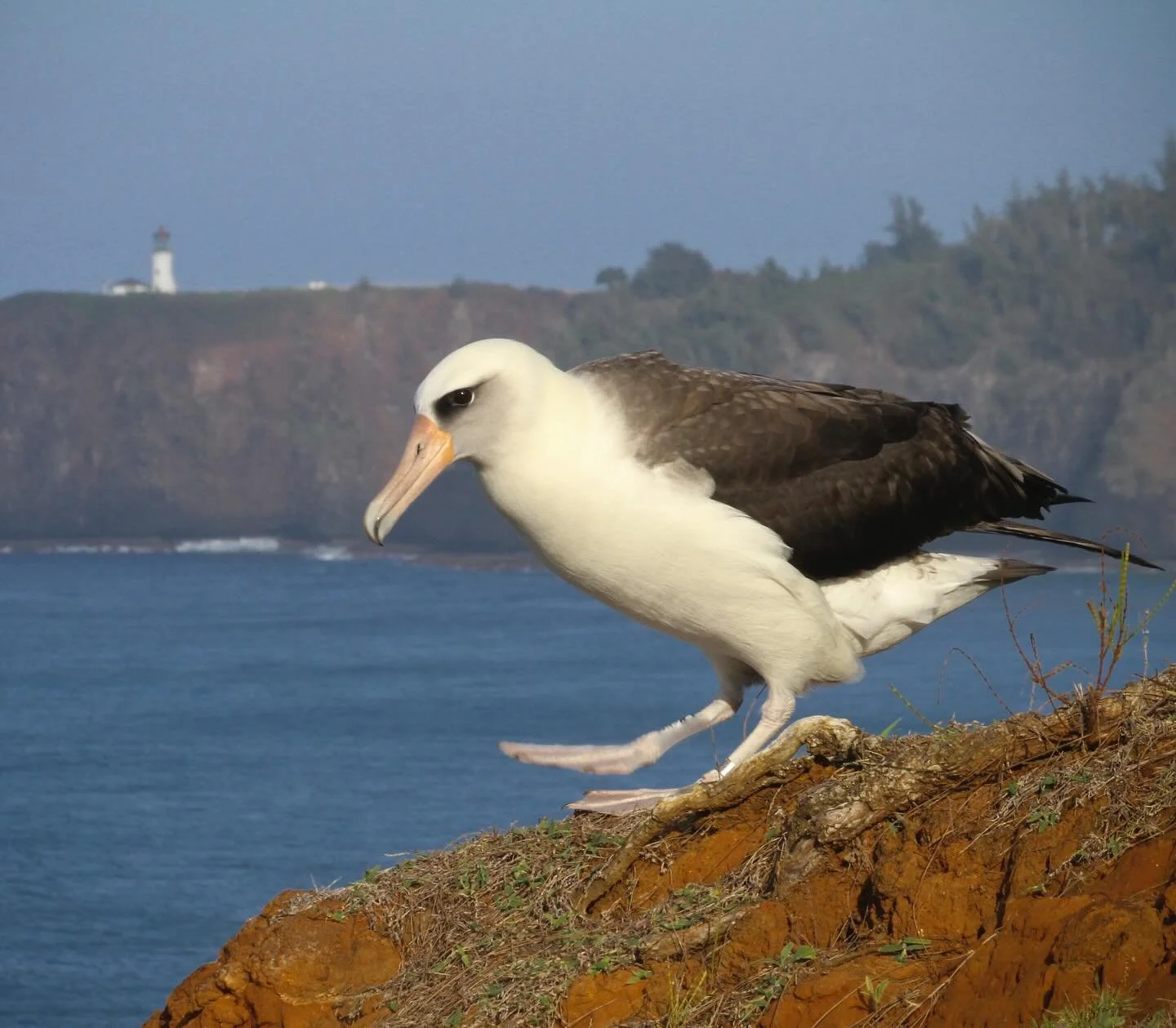 One by one, each mōlī (Laysan albatross) bravely steps forward, stretches out its wings and takes to the air to fulfill its destiny...and hopefully return years later to our beloved island. PC: Hob Osterlund. #laysanalbatross
