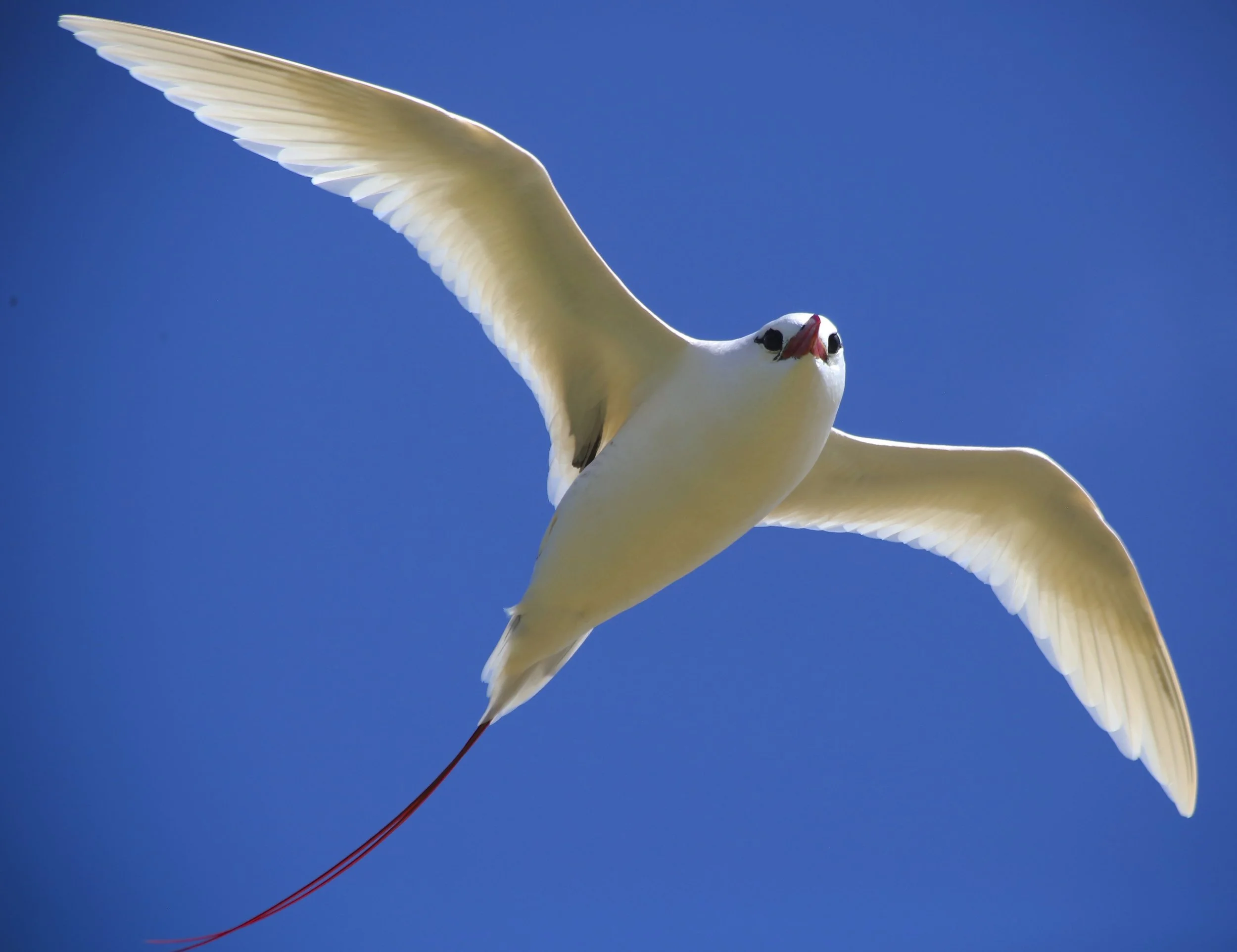 Wildlife Spotlight: koaʻe ʻula