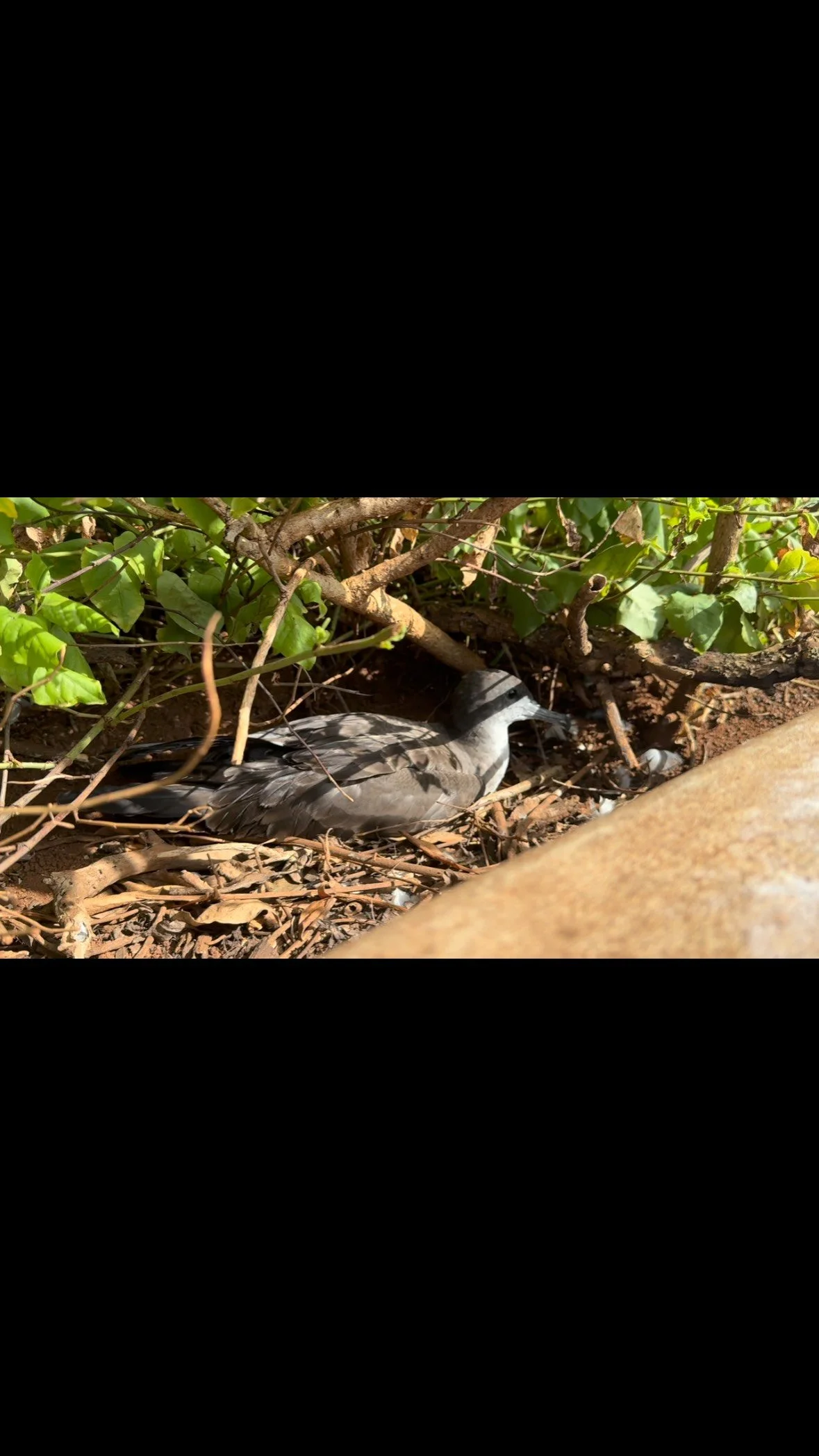 As the dutiful ʻuaʻu kani (wedge-tailed shearwater) parents complete their final phase of egg incubation, chicks appear! Although, still very sleepy...
at Kīlauea Point NWR. #refugestrong