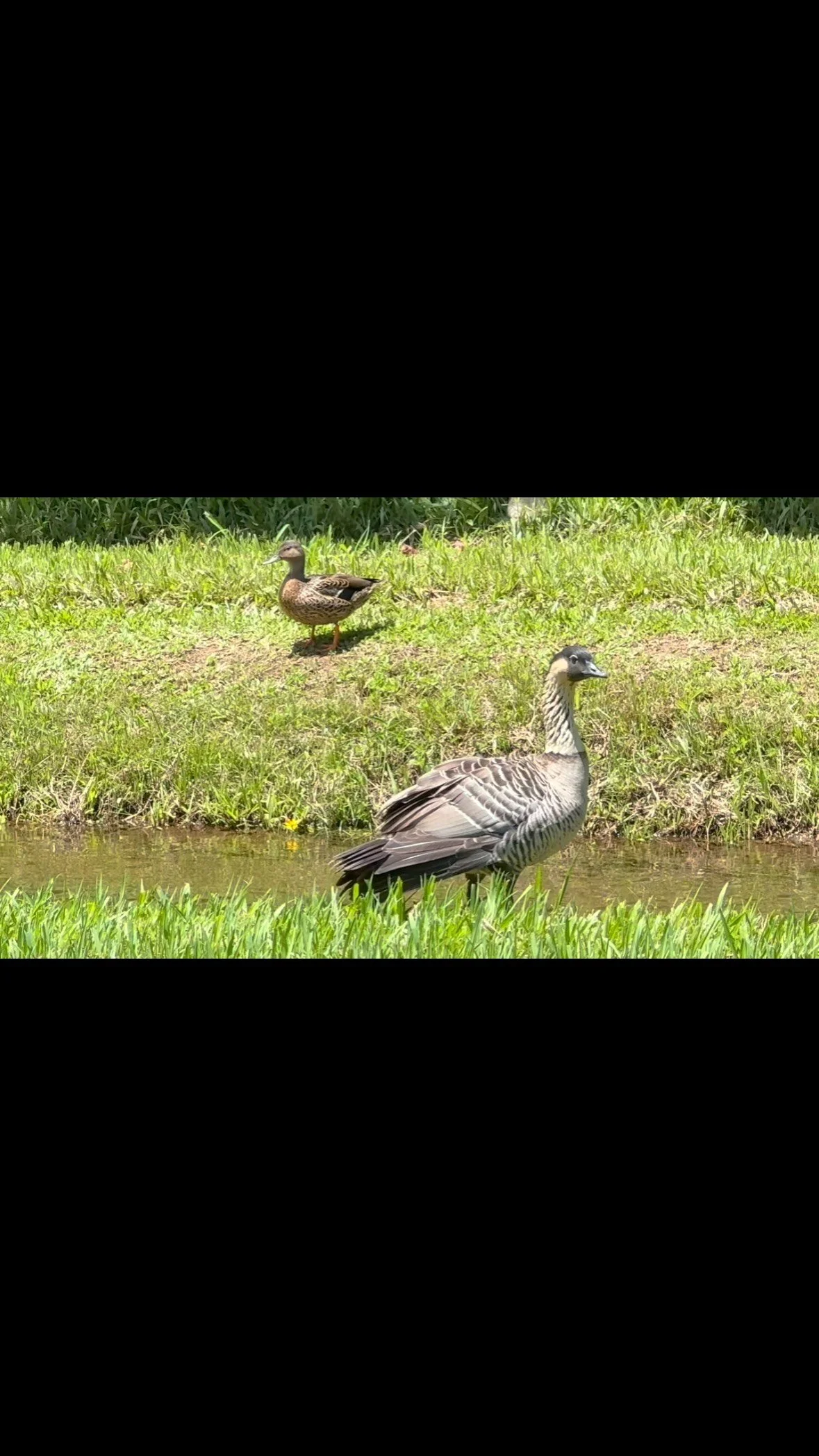 Birds of a feather - and sometimes different feathers - hanging together at Hanalei NWR...featuring nēnē (Hawaiian geese) and a koloa maoli (Hawaiian duck).