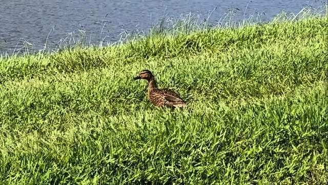 Hanalei NWR is a key habitat for the koloa maoli (Hawaiian duck). It is now estimated that there are fewer than 700 left in the world and it is up to us to protect and preserve these beautiful endangered wetland birds.
#refugestrong